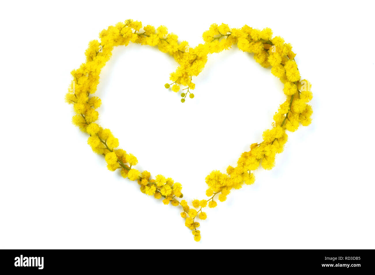 Immagine ravvicinata di cuore di fiori di mimosa. Isolato su bianco. Foto Stock