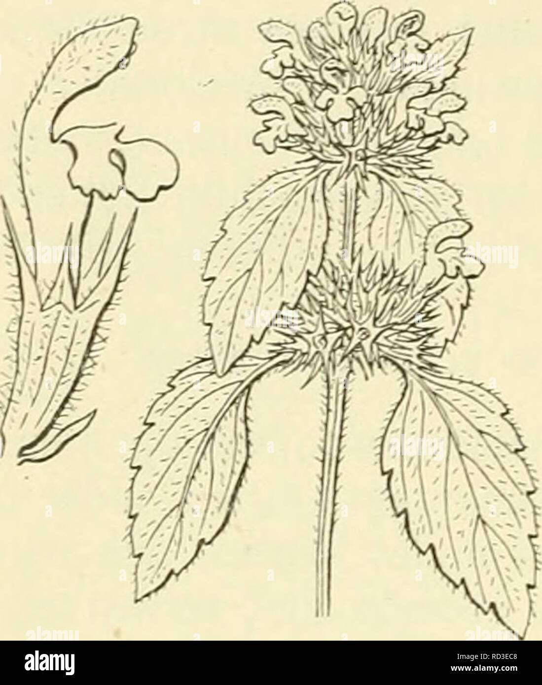 . De flora van Nederland. Piante. 228 LAMIACEAE. Â FAMILIE 95.. Galeopsis Ladanum a. latifolia Fig. 274. G. Ladanum"; L Raai (fig. 274, 275). Impianto Deze heeft een penwortel en een porta naar beneden gekeerde haren zacht behaarden stengel, die meest vertakt en rechtopstaand, onder de knoopen niet merkbaar verdikt è. De bladen zijn gesteeld, de bovenste echter su bijna zittend, zij hebben een wigvormigen voet, zijn sputa, gezaagd en kort behaard. De bloemkroon è meest vrij groot, licht- purper, doch de onderlip met een lichtgele, donkerpurper gevlekte plek. Zij heeft een dunne bloemkroonbuis, die m Foto Stock