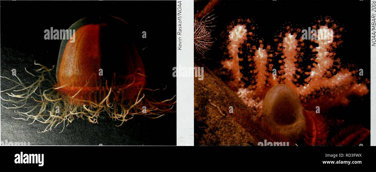 . Deep-sea della biodiversità e degli ecosistemi - una relazione di scoping sul loro socio-economia, gestione e governance. UNEP-WCMC Biodiversità serie 28. Deep-sea la biodiversità e gli ecosistemi IHandwerk, 20051. Questa cifra potrebbe raggiungere il 10 per cento se classificati informazioni militari è preso in considerazione. Solo 0,0001 per cento (1 Q6) del fondale profondo è stato scientificamente studiato. Anche se sappiamo che la diversità delle specie di acque profonde è alta, ottenimento di dati precisi e di informazione è problematico: stime attuali compreso tra 500 000 e 100 milioni di specie (Koslow, 2007). In data odierna il bul Foto Stock