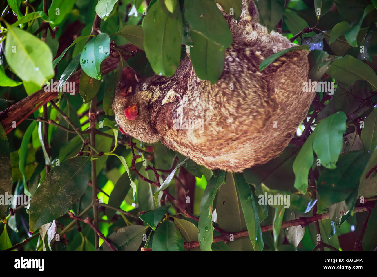 Il Sunda lemuri volanti (Galeopterus variegatus) o Sunda colugo, noto anche come: la malese lemuri volanti o colugo: la malese, è una specie di colugo. Foto Stock