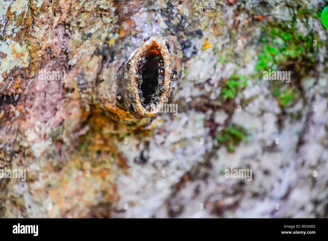 Stingless nero api attorno al loro nido, Borneo foresta pluviale, Sarawak, Malaysia. Foto Stock