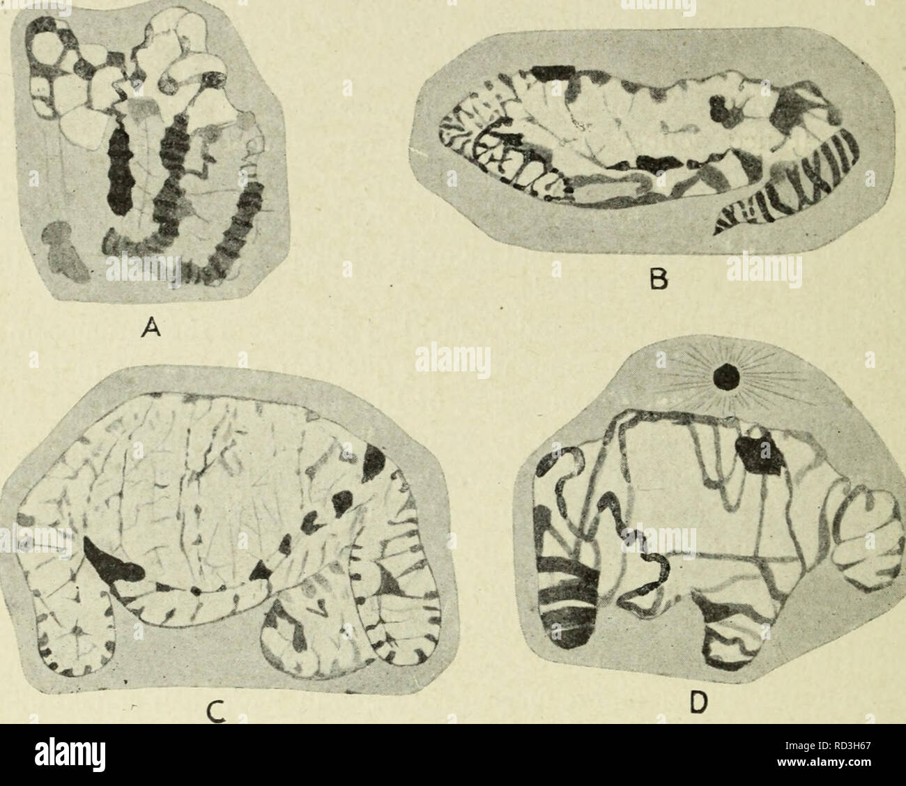 . Citologia, con speciale riferimento al nucleo metazoan. Le cellule. 14 LA CITOLOGIA CHAP. in appoggio al nucleo telophase, e riappare nel seguente prophase in Ascaris, Salamandra e Allium rispettivamente, come osservato da diversi tipi di lavoratori. Di seguito sono riportate le principali posizioni detenute in merito a questi tre oggetti : (i) i cromosomi telophase subiscono un processo di vacuolazioni, mediante il quale ciascuno diventa convertito in un cilindro spugnoso ; questo diventa ulteriormente decomposto in un spongework allentati. Il spongeworks formata. Fig. 6. Blastomere nuclei di estratto di Ascaris megalocephala, che mostra l'evoluzione di un singolo s Foto Stock