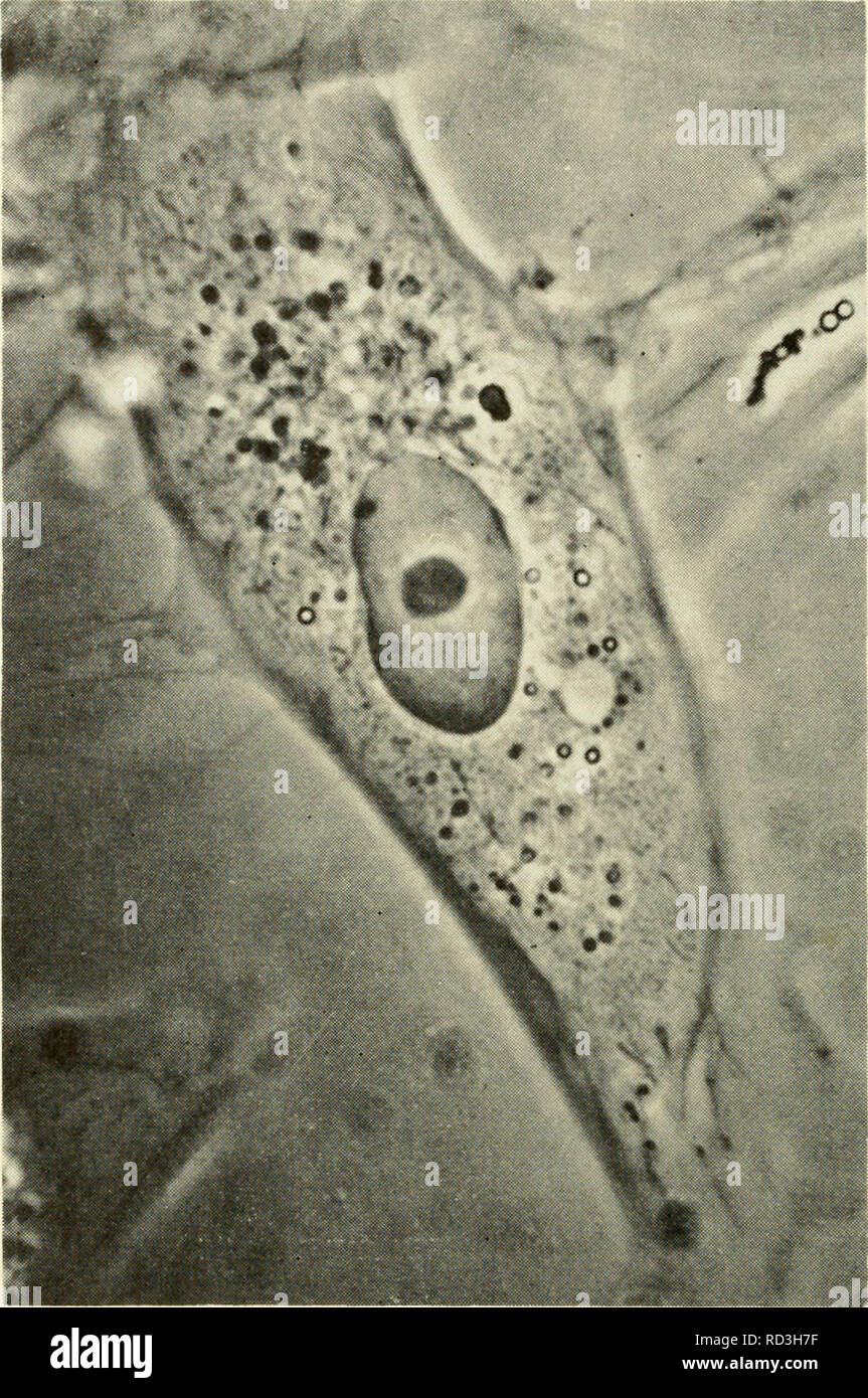 . La citologia. La citologia. Figura 3-21. Per contrasto di fase micrografia di cellula vivente della cultura umana di adenocarcinoma cistica. Il reticolo endoplasmatico riempie la maggior parte del citoplasma della cellula. Esso presenta una molteplicità di forme irregolari con pieghe o curve, di lunghezze diverse e spesso ugualmente distanziate par- allel array. La più grande, più denso di forma allungata sono i mitocondri. Un complesso del Golgi è visibile adiacente al nucleo nella parte superiore della cella. (Da Rose, G. G. e Pomerat, C. M., 1960. "Il contrasto di fase Obser- vations del reticolo endoplasmatico in tessuto vivente Foto Stock