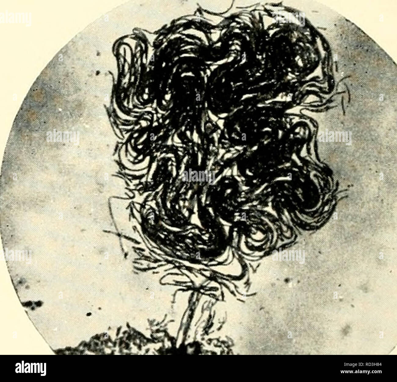 . La citologia e life-history di batteri. I batteri. &Gt;5^:w-; v^r^: {Ri-proclucitl fiiim il Joiinuil af patologia e batteriologia.) A B Fig. 62 lisci e ruvidi colonie A. colonia liscia, Bact. coli, impressione preparazione x 500. H. RouKh colony derivanti dal perimetro di una colonia liscia, Shigella flcxneri, â .sod. Â ' '. Si prega di notare che queste immagini vengono estratte dalla pagina sottoposta a scansione di immagini che possono essere state migliorate digitalmente per la leggibilità - Colorazione e aspetto di queste illustrazioni potrebbero non perfettamente assomigliano al lavoro originale. Bisset, Kenneth Alexander. Baltimore : William Foto Stock