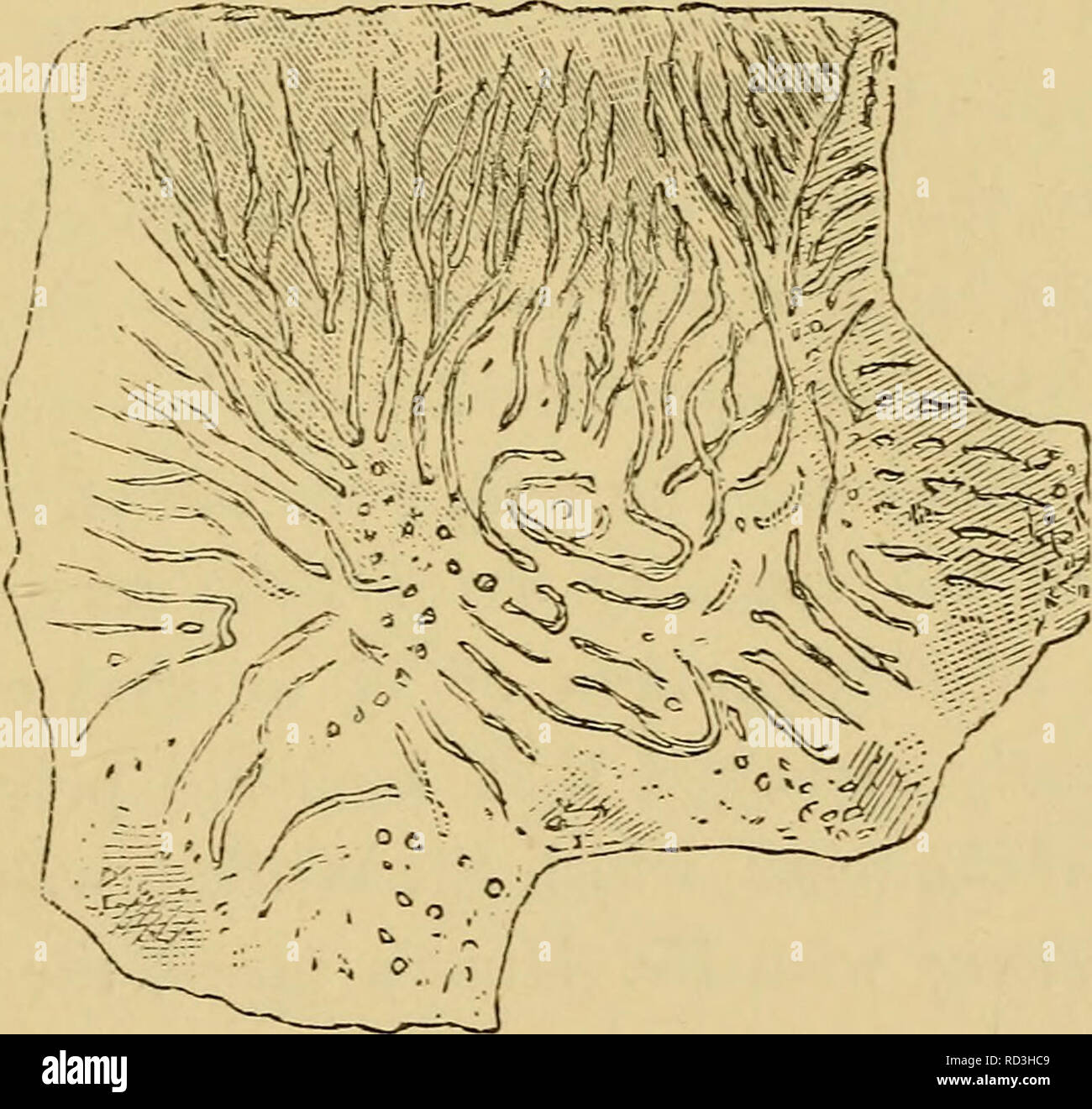 . Aurora di vita: essendo la storia dei più antichi noti resti fossili, e il loro rispetto al tempo geologico e allo sviluppo del regno animale. Paleontologia; Eozoon; la vita. Il HISTOEY OP una scoperta. 41 e della serpentina marmi di aU la varietà f urnislied dalle nostre collezioni. Questi sono stati esaminati con ordi- nary e polarizzati luci e con ogni varietà di illuminazione. Il dottor Hunt, da parte sua, si impegnava l'analisi chimica dei vari minerali associati. Una vasta serie di note e i tracciati della fotocamera sono state fatte di tutte le apparenze osservate;. Fig. 10. Gruppo di Canal Foto Stock