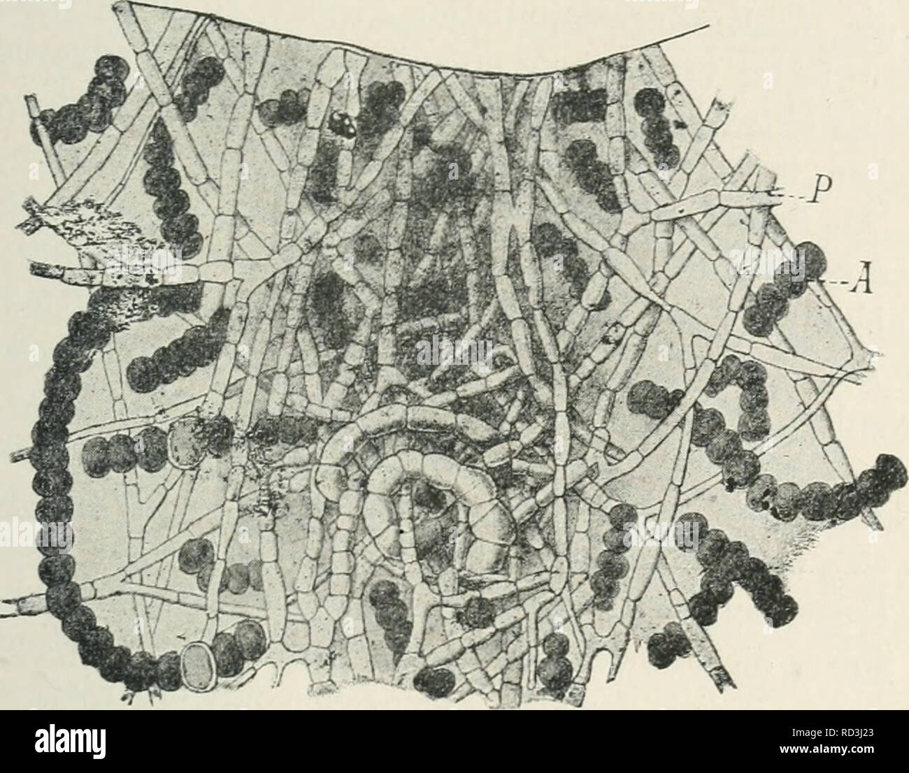 . Das Werden der Organismen; zur Widerlegung von Darwin's Zufallstheorie durch das Gesetz in der Entwicklung von Oscar Hertwig. Evoluzione; la vita (biologia). Ho Anpassungen der Organismen aneinander 437 weise wurden sie in frÃ¼heren Zeiten alJgemeni fÃ¼r eine artenreiche und weitverbreitete Klasse niederer, leicht unterscheidbarer Pflanzen ge- halten, bis durch die morphologischen Untersuchungen von de Bary und SCHWENDENER und durch die experimentellen und Entwicklungs- geschichtlichen Arbeiten von Baranetzky, Rees und Stahl nach gewiesen wurde, daÃ Sie eine soziale Verbindung von zwei Pflanzen di Foto Stock