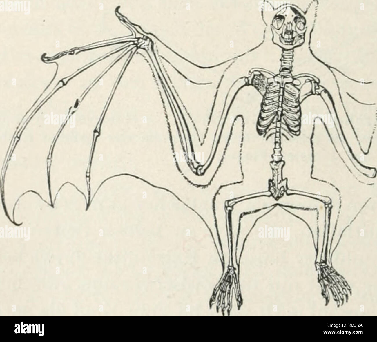 . Das Werden der Organismen; zur Widerlegung von Darwin's Zufallstheorie durch das Gesetz in der Entwicklung von Oscar Hertwig. Evoluzione; la vita (biologia). 430 Zehntes Kapitel. nehmen Wie die Speichen eines Regenschirms ausgespannten den großen Randbezirk der Fhighaut zwischen sich. Da zum Gebrauch der Ghed- maßen zum Fliegen eine kräftige Flugmuskulatur erforderlich ist, sind die Brustmuskeln, wie schon für die Klasse der Vögel auseinandergesetzt wurde (S. 158), gut ausgebildet; ferner ist in Korrelation hierzu auch eine crestato sterni, allerdings im Vergleich zur crestato der Vögel in geringe- r Foto Stock