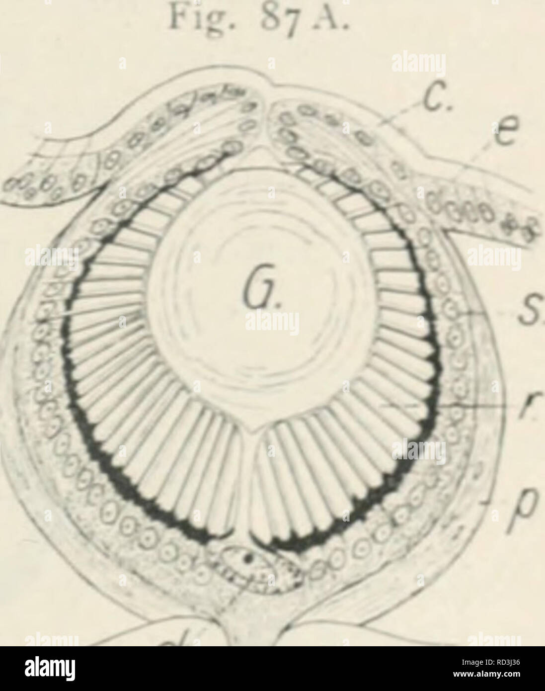 . Das Werden der Organismen; zur Widerlegung von Darwin's Zufallstheorie durch das Gesetz in der Entwicklung von Oscar Hertwig. Evoluzione; la vita (biologia). lig. St). Grubenförmiges Auge von Nautilus. Nach Hkns&GT;n. / .Ugcngrubc, 2 Stäbchenschicht der Kelina, y rijjmcnlschicht derselbeD, 4 Schzcllenschichl,-5 Ganglicnzcllcn- -chicht, (j Bündel v.,d Oplicustasern. Kig. 87 u. 1;. Ein einfacheres und ein zusammengesetzteres Dunkelkammer- auge von 2 Anneliden. Un von Fhyllodocf lamino-un ohne Lin^c, nach Hkssk. B von Nau- ; hanla cokx mit Linse, nach Grfkkk und Hkssk. Cuticula, f epidermide, O' Gla Foto Stock