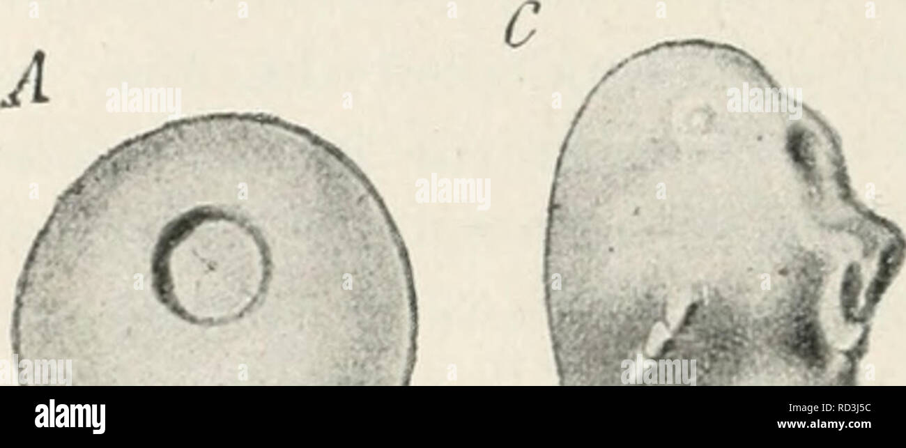 . Das Werden der Organismen; zur Widerlegung von Darwin's Zufallstheorie durch das Gesetz in der Entwicklung von Oscar Hertwig. Evoluzione; la vita (biologia). 364 Zehntes Kapitel.. /•• 1 Die Beschleunigung der Teilungsprozesse des Eies bei Zunahme der Temperatur beruht in erster Linie darauf, dass die komplizierten Nuklein- resp. Chromatinverbindungen ecc im chemischen Laboratorium der Zelle in einer gewissen proporzione zum ^'ärmegrad gebildet werden. Wenn hierbei auch noch andere chemische Prozesse und andere Vor gänge in der Zelle un Zustandekommen dem des Gesamtresultates mit- wirken, così werde Foto Stock