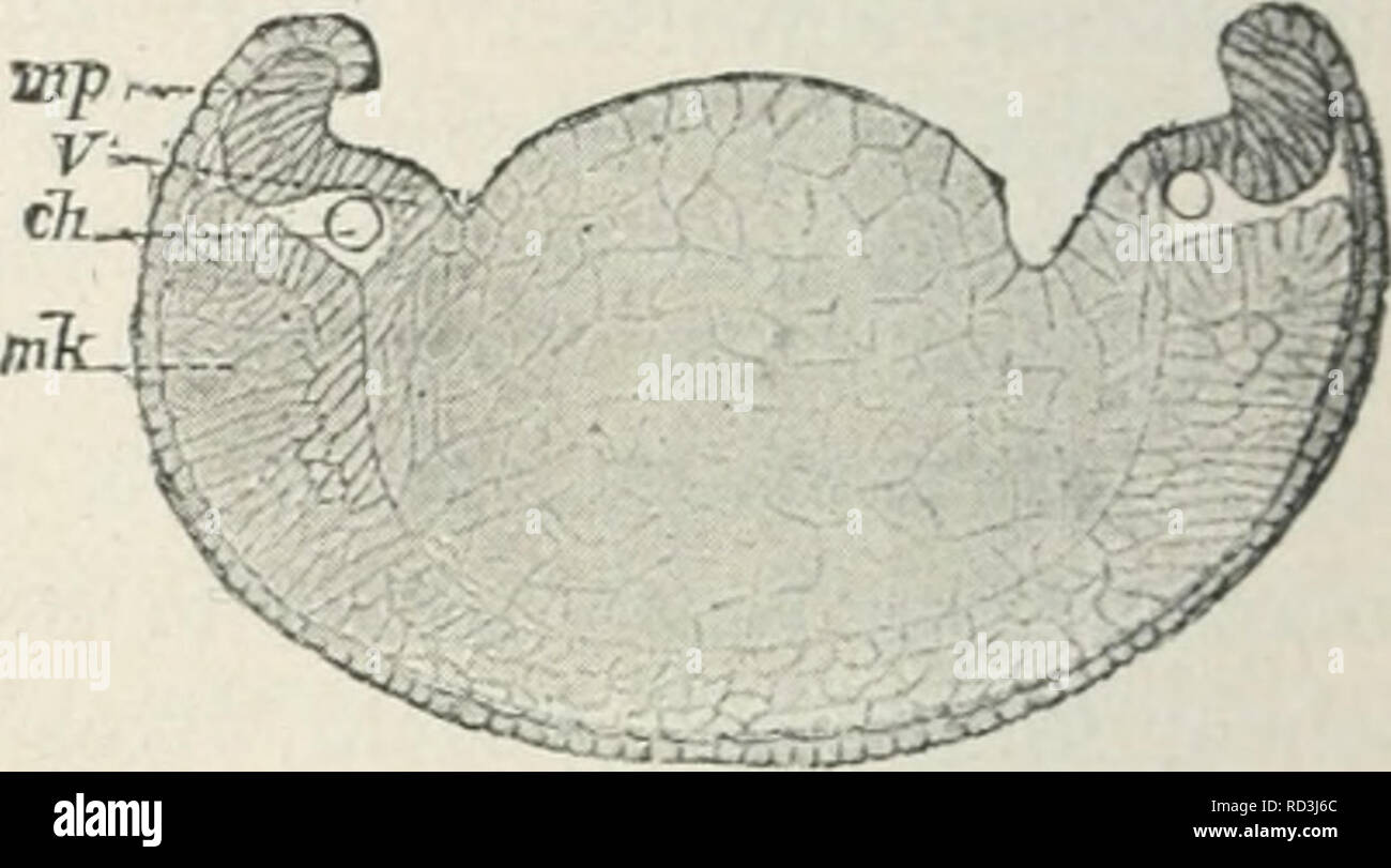 . Das Werden der Organismen; zur Widerlegung von Darwin's Zufallstheorie durch das Gesetz in der Entwicklung von Oscar Hertwig. Evoluzione; la vita (biologia). Fig. 54. Mißgebildeter Froschembryo mit hochgradiger Urmundspalte vom Rücken aus gssehen. Nach O. Hertwig. X- Kopf, kd Eingang in die Kopfdarm- höhle, itr Urmundrand, ar Afterrinne, d Eingang in den Enddarm. F'G- 55- Querschnitt durch das hintere Drittel des Rumpfes der in Fig. 54 abgebildeten Mißbildung. Nach O. Hertwig. mp MeduUarplatte, v Verbindungs- stelle der MeduUarplatte mit dem Dotter, ch Chorda, mk mittleres Keimblatt. Fig. 56.. P Foto Stock