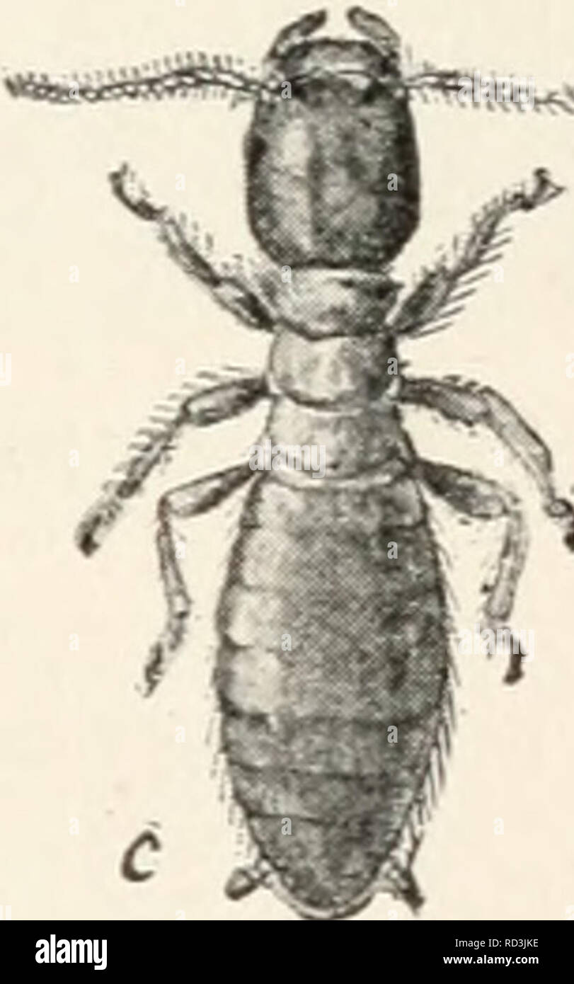 . Entomologia elementare. Gli insetti. Capitolo X. Le formiche bianche, prenota-lice e bird-LICE (PLATYPTERA) caratteristiche. Insetti con due coppie di delicati e ali membranose uguale o hind coppia più piccoli e con le principali vene di pochi e semplici, o interamente wingless ; bocca-parti, mandibulate ; corpo appiattito ; prothorax, ampia ; meta-morphosis, incompleta. Il Platyptera (da platys, "piatto", e//mw, "un'ala," allud- ing alle ali delle formiche bianche, che giacciono piatta sul retro quando a riposo) comprendono tre gruppi, che spesso sono considerati ordini separati e sono qu Foto Stock