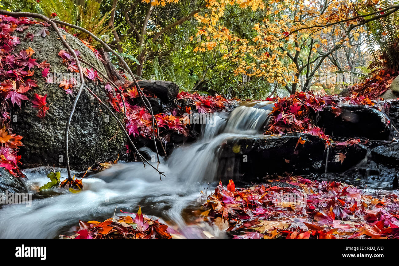 La cascata e foresta autunnale, Canada Foto Stock