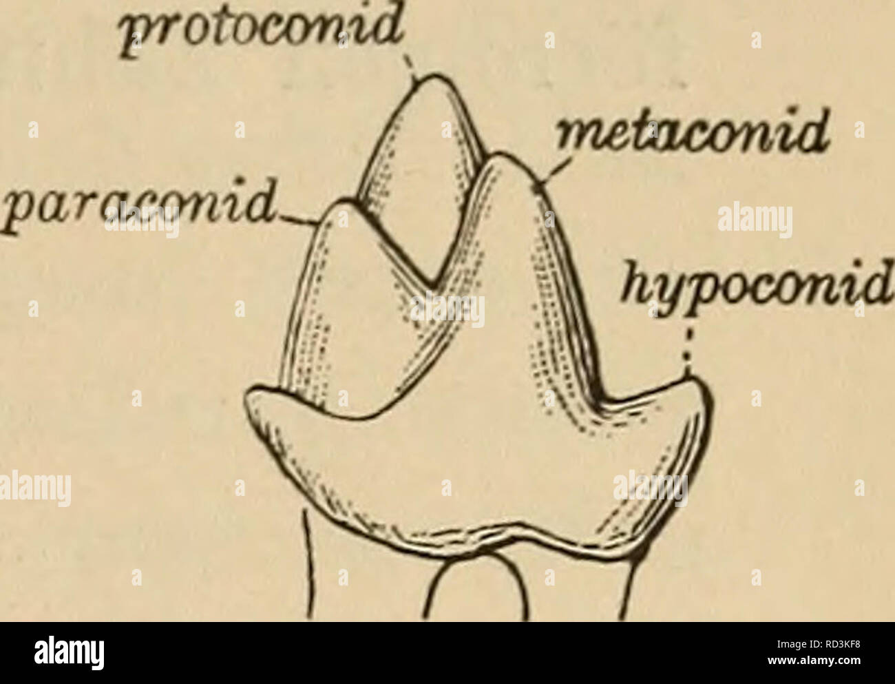 . Das Gebiss des Menschen und der Anthropomorphen; vergleichend-anatomische Unter-suchungen. Zugleich ein Beitrag zur mensch-lichen Stammesgeschichte. Denti; gli esseri umani; primati. paraconid -protoconid .metaconid ^protoconid. Si prega di notare che queste immagini vengono estratte dalla pagina sottoposta a scansione di immagini che possono essere state migliorate digitalmente per la leggibilità - Colorazione e aspetto di queste illustrazioni potrebbero non perfettamente assomigliano al lavoro originale. Adloff, Paolo. Berlino, J. Springer Foto Stock