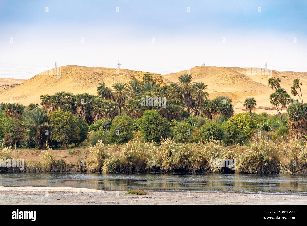 La vegetazione naturale con palme e vegetazione sulle rive del fiume Nilo in Egitto Foto Stock