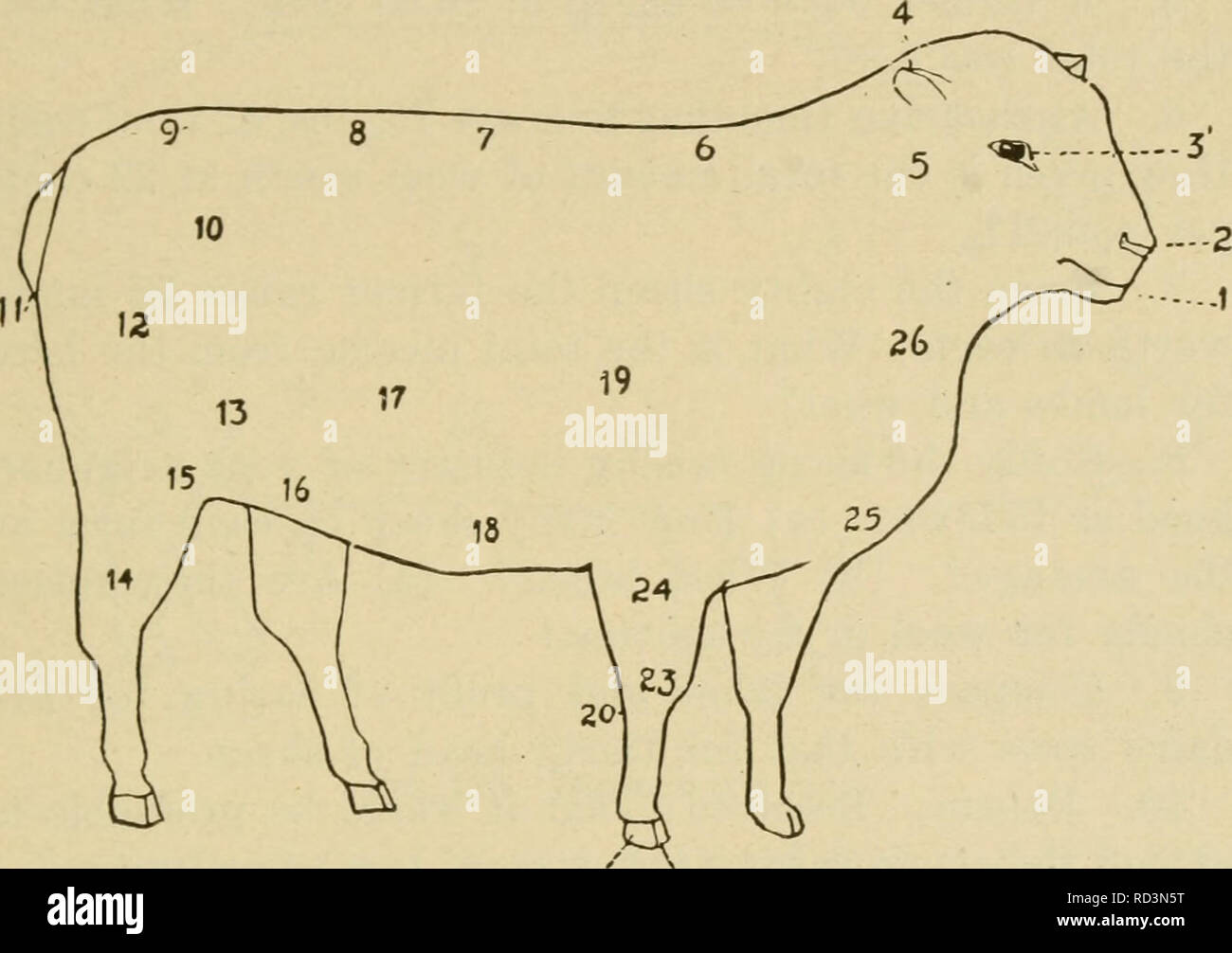 . Agricoltura elementari. L'agricoltura. Pecore (capitolo 4). 21 ZZ Fig. 124. Schema di una pecora 1, museruola; 2, narice; 3, occhio; 4, orecchio; 5, della gola; 6, garrese; 7, indietro; 8, lombo; 9, Rmnp; 10, angolo di Ilium; 11, la coda o il Dock; 1^, dell'anca; 13, pancia; U, Garretto; 15, soffocare giunto; 16, ventre; 17, laterale o di canna; è, il sottopancia misurare; 19, avambraccio; 20, spalla; 21, caviglia; 22, la graffa; 23, ginocchio; 24, gomito; 25, torace; 26, il collo. 1. Copiare la figura sopra. 2. Chiudere il tuo libro e il nome delle parti di una pecora dal tuo disegno. 3. Se il costo è di 25 centesimi per ogni asta per costruire un recinto adatto per allevare bestiame e 50 centesimi per Foto Stock