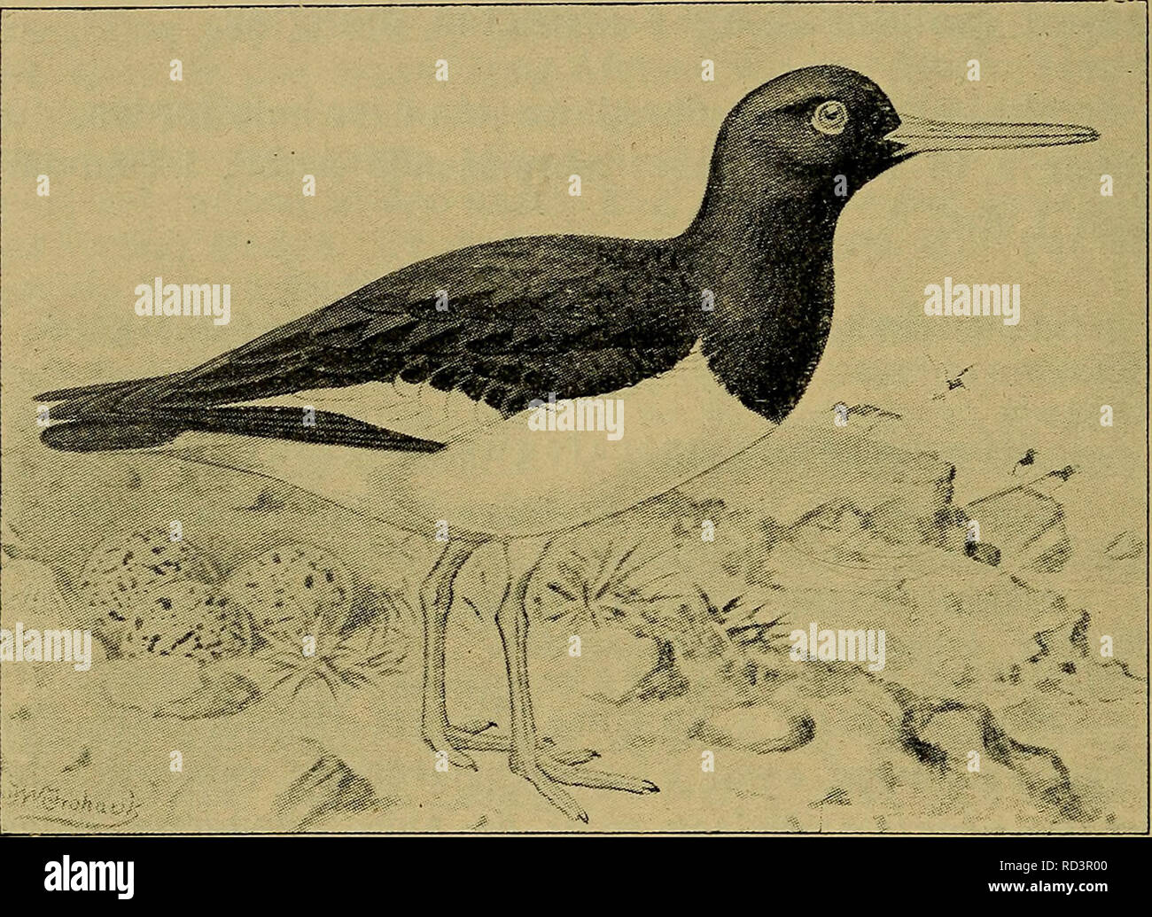 . Danmarks fauna; illustrerede haandbøger su den danske dyreverden... 168 fjer er renhvide; de inderste forlaengede Armsvingfjer, der i den sammenlagte Vinge er c. 3,5 cm kortere fine Haandsvingfjerene, er sorte som Forryggen. Alle sotto- vingedaekfjerene samt Armhulefjerene renhvide, cane har Haandsvingfjerenes store Daekfjer sorte Spidser. Stire- fjerene hvide paa deres basale, sorte paa ydre deres Del; paa de ydre Stirefjer er det hvide langt overvejende.. Fig. 37. Ho Strandskade Sommerdragt. (Efter Slater ho "British uccelli). Vinterdragten, der erstatter den meget staerkt af- blegede Sommerd Foto Stock