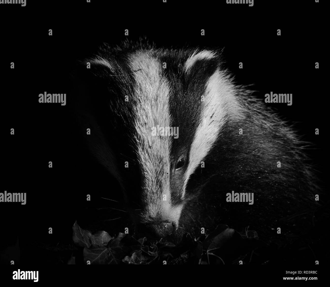 Un iconico Wild Badger a Sheffield, Regno Unito Badgers sono stati pesantemente perseguitati in tempi recenti ma sono sorprendenti per vedere, molto timido e sfuggente. Foto Stock