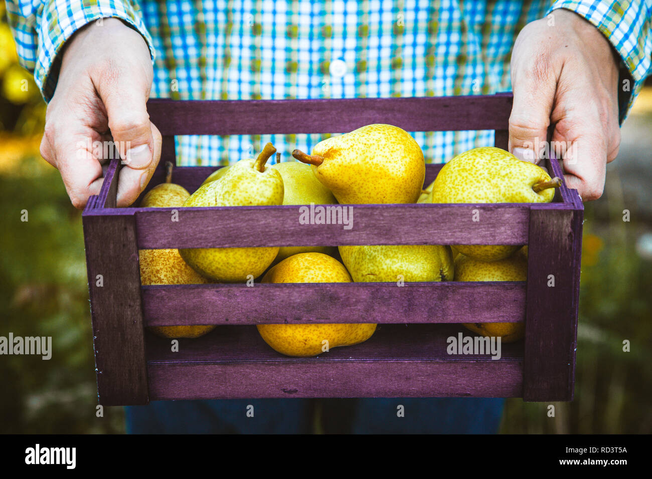 Frutta organica. Gli agricoltori mani di fresco con frutta raccolta. Fresche pere biologiche. Foto Stock