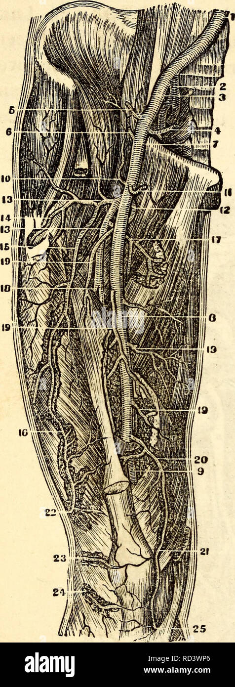 . Elementari di anatomia e fisiologia : Per college, accademie e altre scuole. Anatomia e Fisiologia. 212 H1TCHC0CK ' S UN TOM Y Fig. 215. ci incontriamo con un grosso tronco dato off appena al di sotto della dia- phragm, circa la metà di un pollice di lunghezza, chiamato l'asse celiaci, che dà origine alla arteria gastrica fornendo lo stomaco, epatiche, in esecuzione per il fegato e la milza sangue di arredamento per la milza. Al di sotto di questo troviamo le arterie renali, sup- solcare le reni e il superiore e inferiore Mesen- teric arterie che givo sangue al intest ne?, e le arterie lombari, terminando Foto Stock