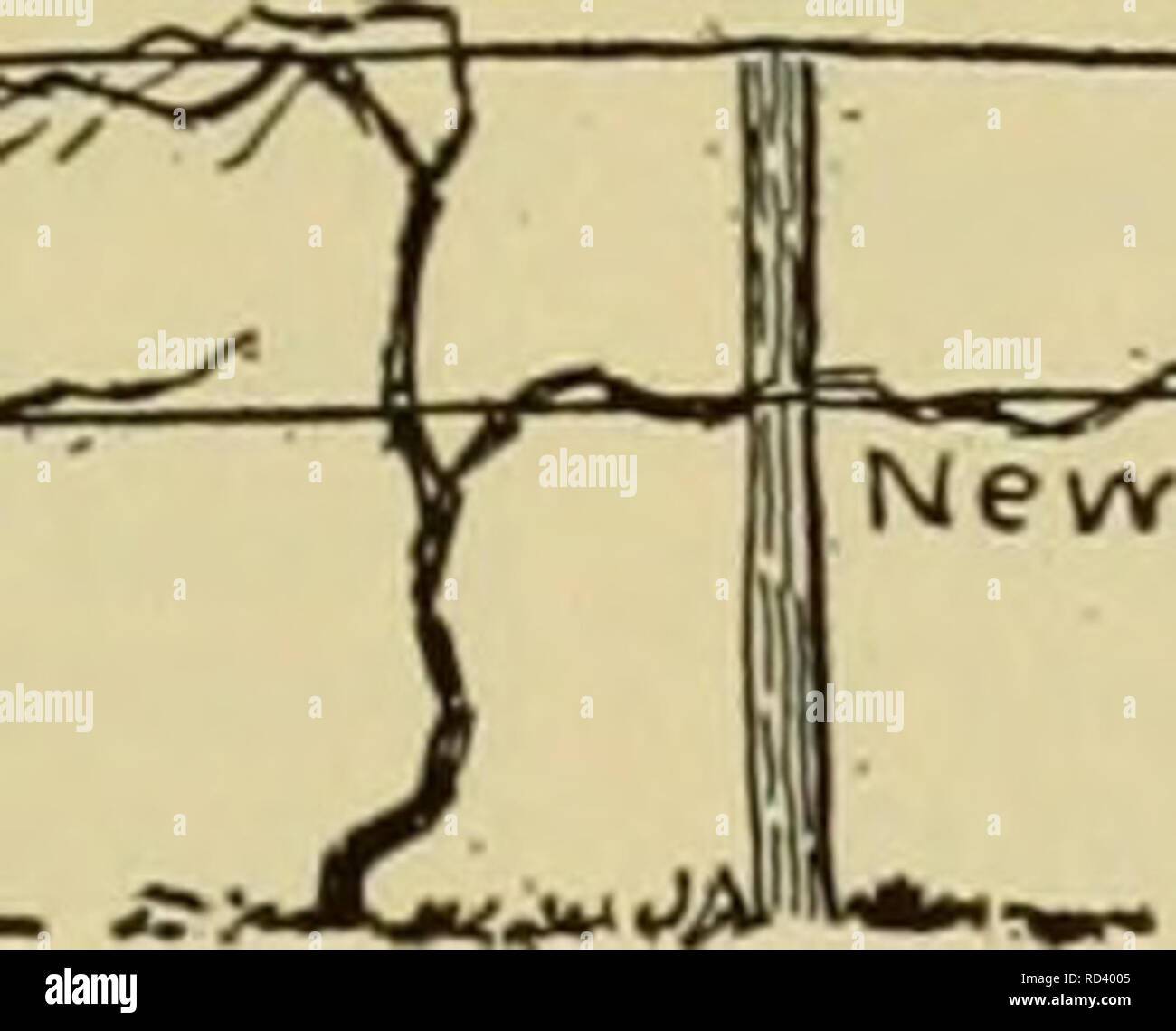 . Dell'enciclopedia delle colture di fattoria. La produzione agricola; Agricoltura. yr^^ Nuova canna da zucchero. Fig. 387. Un buon giardino semplice metodo di formazione l'uva. trellis è fatta di picchetti e n. 14 filo zincato, come le vigne di attaccarsi ai fili e non hai bisogno di molto la legatura. Per i migliori risultati, la vite deve avere un caldo del sud e.'esposizione e un sottile e ben underdrained terreno. Il terzo, quarto e pos- sibly il quinto anno di piantare alberi da frutto può essere buona senza potatura, ma come le canne crescono formare molti rami laterali, producendo così un gran numero di piccoli grappoli di frutti che non maturano o sono così piccolo Foto Stock