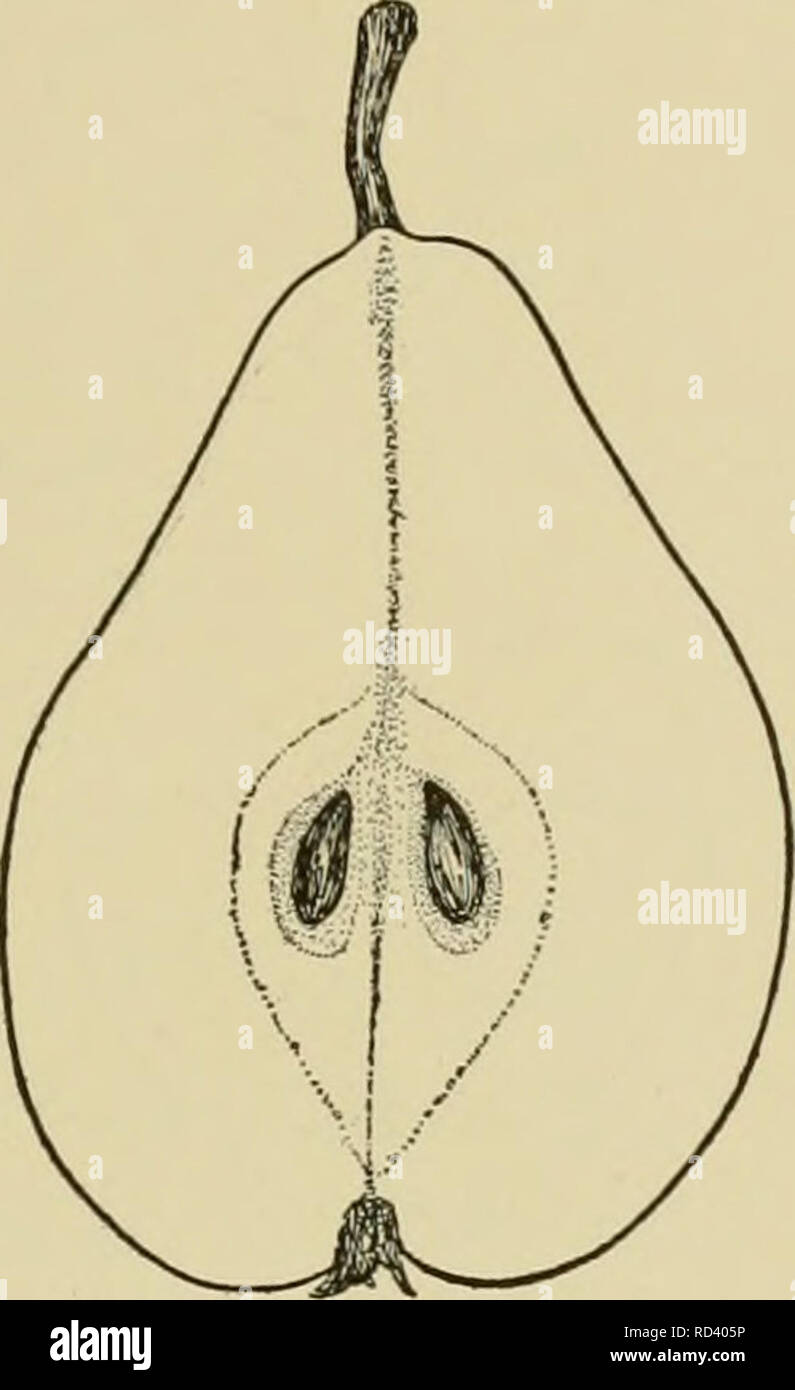 . Dell'enciclopedia di hardy frutti. Frutta; frutti-coltura. BEURRE CLAIRGEAU BEURRE DIEL questi caratteri essendo interamente a differenza di qualsiasi altro pera. La forma è p.vriform con un lungo collo troncoconico, perfettamente simmetrica e ONU- eguagliato in trimness di contorno. Il colore è un oscuro ricco overspread giallo con cannella russet con qua e là un punto della massa giallo colore visibile. La qualità è "molto buono" o "migliori", Seckel da solo superando come un dessert di frutta. La carne è tenera e il punto di fusione o quasi burrosa, molto juic3', con una ricca piccante ffa-i-o e un piacevole aroma. T Foto Stock