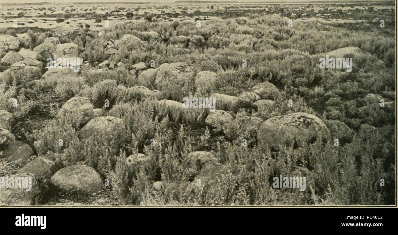 . Dansk plantevaekst. Piante; Ecologia vegetale. 44 3 Storstenet Strand lei højere paa, semplice tørre Steder (Straiidvolde) ved Besser Rev bl. a. Festuca rubra f. arenaria, Phleum arenarium, Armeria vulgaris (paa nogle Strande mi asa store Maengder, a Marken rødmer ho Blomstrings- tiden), Onopordon acanthium, Molène thapsus rogna og andre. Jeg ikke har set ligge Stenene asa taet, in der ikke mellem blev dem Plads til en sideordnet Sandstrands- eller Graesmarkformation ^.. La Fig.21. ^Kollerne" ved Stavns Fjord :Samso) med Artemisia. iFut. Agosto 1900; E. W.). Det maegtigste Stenrev er cane Hirtsholmen - Foto Stock