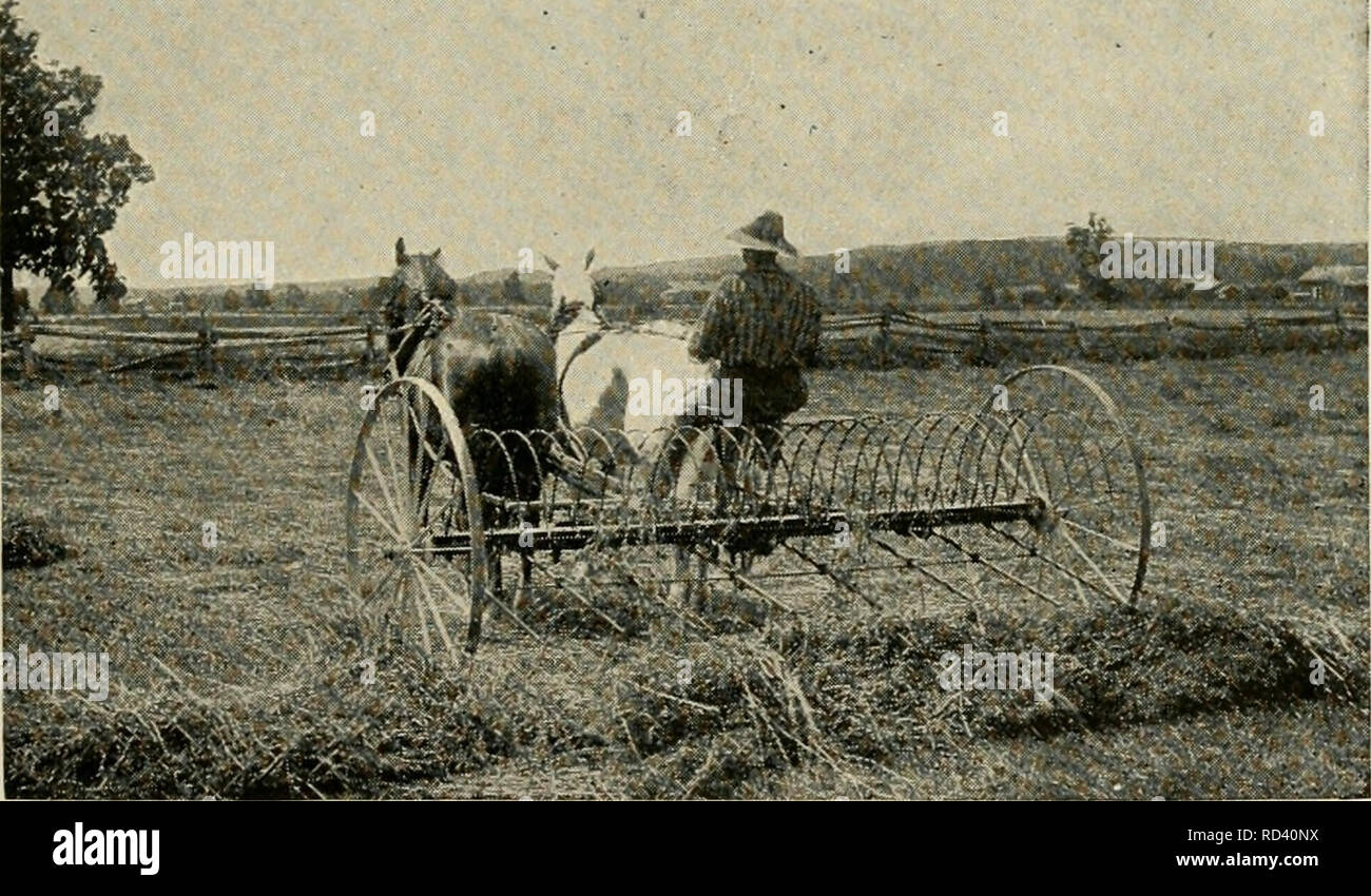 . Agricoltura elementari. L'agricoltura. Il fieno CEOP 159 girato con aratro tlie presentano guadagni nelle colture che seguono, a causa della quantità extra di azoto a sinistra dietro. Il trifoglio rende un ideale il fieno per il bestiame e la posizione in cui è sollevata, si dovrebbe fare fino a metà o più della crusca di le mucche da latte. Gli ovini e i giovani stock per rendere eccellente la crescita su fieno trifoglio o il pascolo di trifoglio. Come ottenere un cavalletto. Dove il suolo è stato consumato da molti raccolti viene prelevato e nessun alimento vegetale o humus rimettere, trifoglio rosso non crescono spesso. Al fine di portare tale terra, un cappotto pesante di un fienile- concime di cantiere aiuterà Foto Stock
