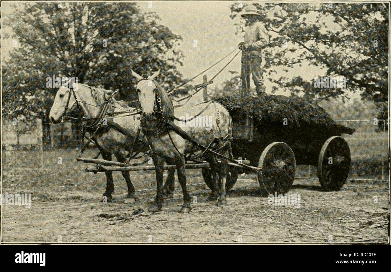 . Agricoltura elementari. L'agricoltura. Capitolo XIII il dissodamento e macchinari FAEM semina e raccolta in tempi antichi. Per tu- sands di anni dopo che gli uomini hanno imparato a semi vegetali hanno coltivato il terreno con un bastone a forcella. Il loro unico scopo sembrava essere quella di ottenere il seme rivestito in terra. In Egitto per lunghi secoli seme era sparso ampia- cast a mano e gli allevamenti di bestiame sono stati guidati sul terreno a tramp. Questi antichi popoli avvertano il loro grano con un coltello storti e battere il kernel da le pule e la pula con un bastone o. Fig. 54. La migliore e più conveniente di fertilizzante. correggiato. Talvolta essi d Foto Stock