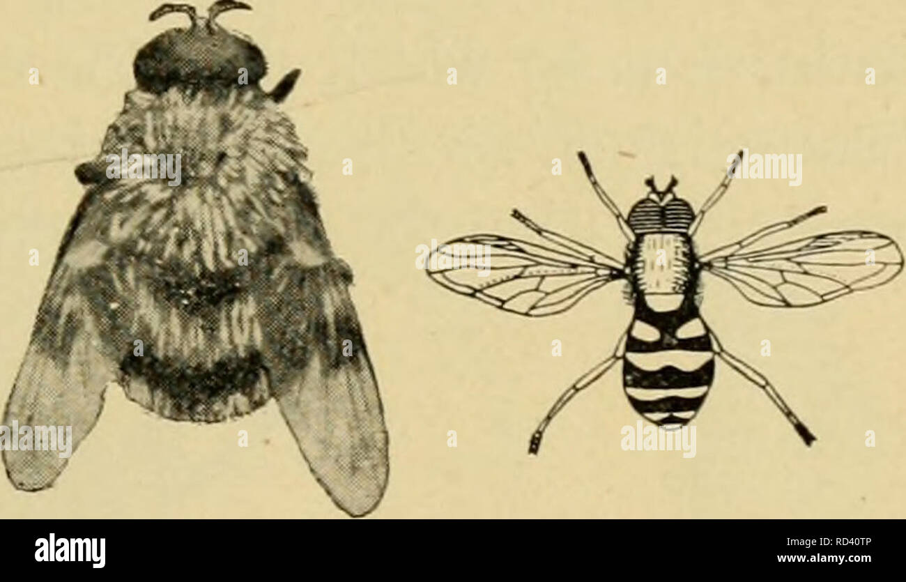 . Entomologia elementare. Entomologia. Fig. 369. Rat-tailed verme, larva di una syrphid fly analoga a quella di Fig. 368. (2 volte la dimensione naturale) (dopo Kellogg) tra colonie di pianta-pidocchi, intorno al quale le mosche può essere visto in bilico e i vermi divorare il aphides greedily, essendo tra loro più importante nemici naturali. Alcune delle specie più grandi sono fittamente ricoperta con il giallo e il nero di capelli, così molto somiglianti a bombi, in cui nidifica il loro larve risiedono. Un comune specie che spesso si trova su windows in autunno è noto come il fuco-fly, dalla sua stretta somiglianza con un miele-bee drone. Ho Foto Stock