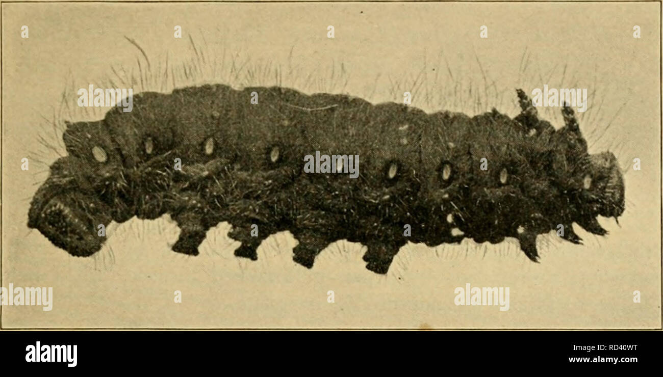 . Entomologia elementare. Entomologia. Il BUTTERPXIES e falene 217. Fig. 345. Caterpillar del imperial moth {Basilona iiiiperialis). (Dimensione naturale) Sommario della I.fpidoptera farfalle. Giorno volantini. Antenne clubbed. Ali tenuto verticalmente. Skippers {Hesperi/ia). Antenne agganciato. Vero farfalle mi^Papilioniiia). Coda forcuta farfalle {Papilionidae). Il bianco e il giallo farfalle {Pieridae). Gossamer-winged farfalle {^Lycaenidae). Quattro-footed farfalle {AympJialidae). Falene. Notte volantini. Antenna; non clubbed. Ali detenute piatta. M icrolepidoptera. Famiglia {Tineidae). Foglia-minatori, vestire Foto Stock