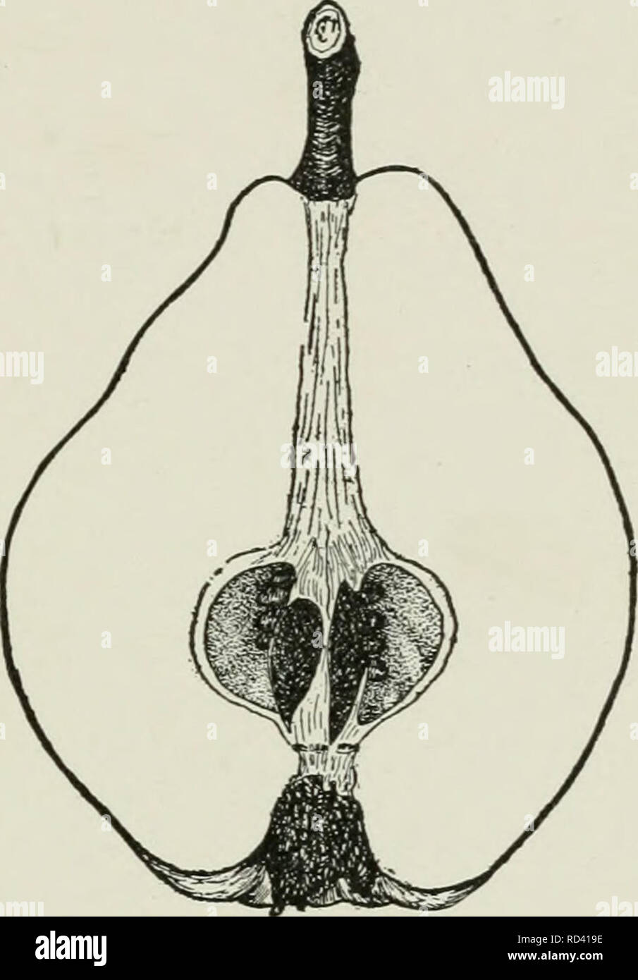 . Dell'enciclopedia di hardy frutti. Frutta; frutti-coltura. Capitolo VI le varietà di mele cotogne la mela cotogna, il "Golden Apple" dell'an- cients, una volta dedicato alla divinità, e guardò come emblema di amore e felicità, per secoli la mela preferiti, è ora trascurate e meno pregiate di coltivati comunemente di alberi di frutta. Mai rappresentato da un grande num- ber di chiamato varietà, probabilmente non più di una mezza-cento in qualsiasi paese in qualsiasi momento, la mela cotogna è scartato da molti vivaio- uomini di cataloghi e appare sotto due, tre, o al massimo una mezza dozzina di nomi in altri. Nove Foto Stock