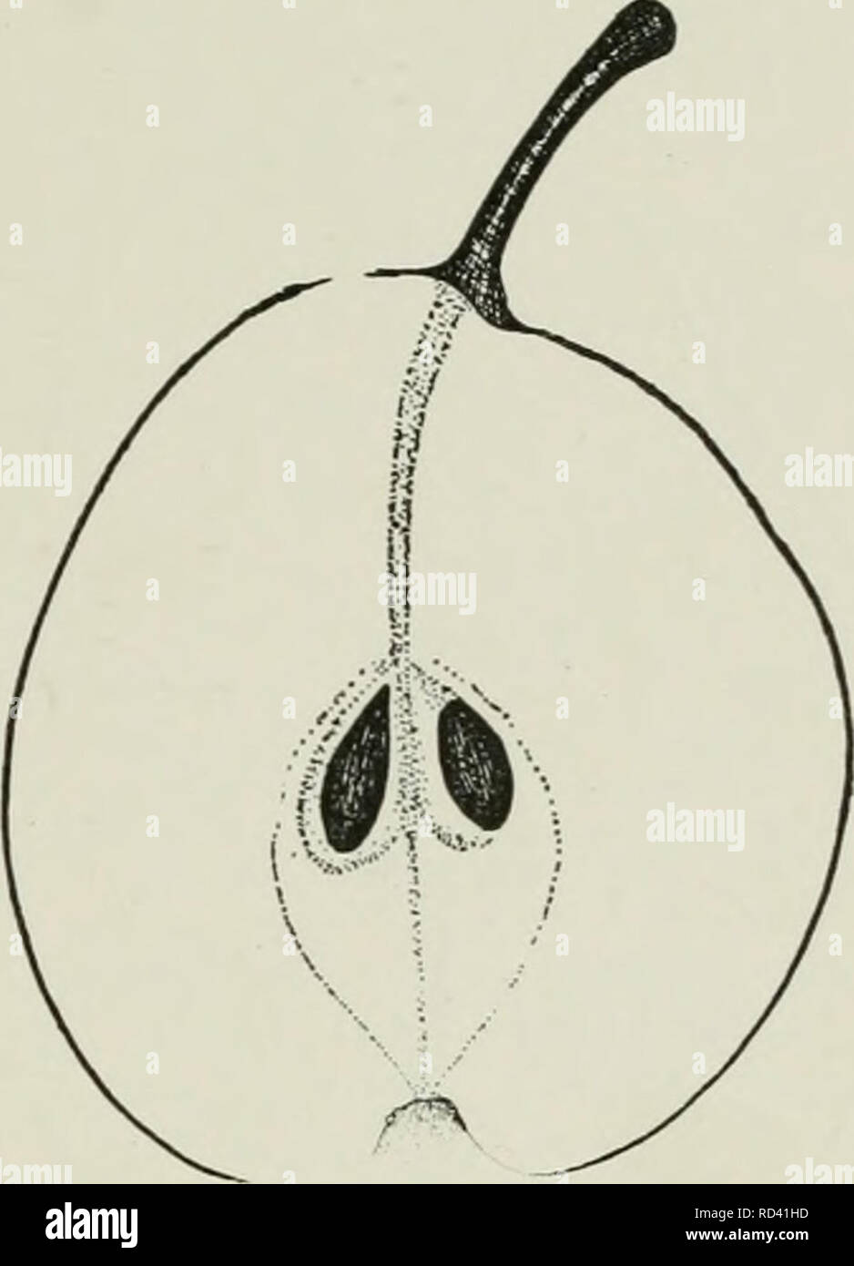 . Dell'enciclopedia di hardy frutti. Frutta; frutti-coltura. 80. Doyenne Boussock. iXVz) dopo la maturazione. Le pere sono al di sopra di medie dimensioni e sono talvolta grande o molto grande. I semi sono spesso abortiva. Gli alberi sono molto grandi e vigorosa, come hardy a freddo come quelli di qualsiasi altro pera, poco suscettibile a batterico, e notevole per le loro gemme di spicco e di grande spessore, lucide foglie verdi che girare rosso intenso in autunno. Su alcuni terreni gli alberi non tenere le loro colture bene, ed è sempre meglio al loro impianto in cui vi è la protezione contro i venti pesanti. Gli alberi sono portatori prodigioso, un Foto Stock