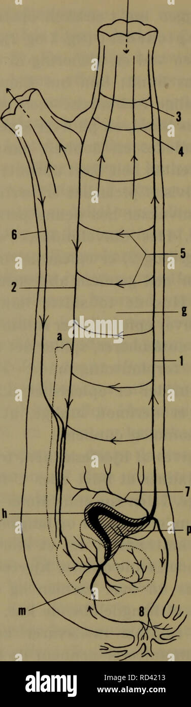 . Danmarks fauna; illustrerede haandbøger su den danske dyreverden... 22. Fig. 9. Skema af kredsløbet hos Ciona. un ano, g gaellesaek, h hjerte, m mave, p pericardio (skraveret), 1 bugkar, 2 rygkar, 3 ringkar langs velum, 4 ringkar langs flmrebuerne, 5 karbuer (kun enkelte indtegnede), 6 dorsale kappekar, 7 forreste epicardialkar, 8 kar til kutikulaen; pilene angiver mund- og kappeåbning, de små pila langs blodbanerne blodets bevaegelse i den abviscerale este. Efter Millar.. Si prega di notare che queste immagini vengono estratte dalla pagina sottoposta a scansione di immagini che possono essere state migliorate digitalmente per readabili Foto Stock