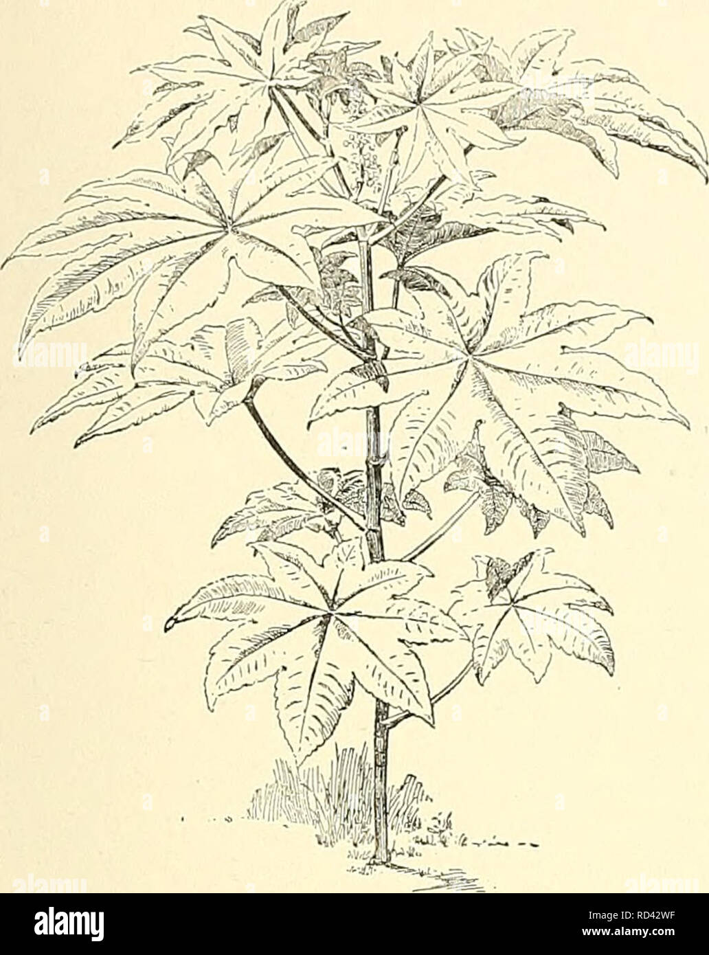 . Dell'enciclopedia di American orticoltura comprendente suggerimenti per la coltivazione di piante orticole, descrizioni delle specie di frutta e ortaggi, fiori e piante ornamentali vendute negli Stati Uniti e in Canada, insieme geografico e biografie. Il giardinaggio. RICINUS ROBINIA 1537 filamenti molto ramificato, ciascuno con moltissimi antere; rudiment del pistillo nessuno: TLS inferiore. Iong:er pedicelled, pistillate; sepali molto deciduo; gli stili 3, plumose: cap- sule 3-loculed, '5-seminate, in modo esplosivo della separazione in 2- coccae valvolata quando sono maturi: Semi ovoidali, con una grande ca-. coty Foto Stock