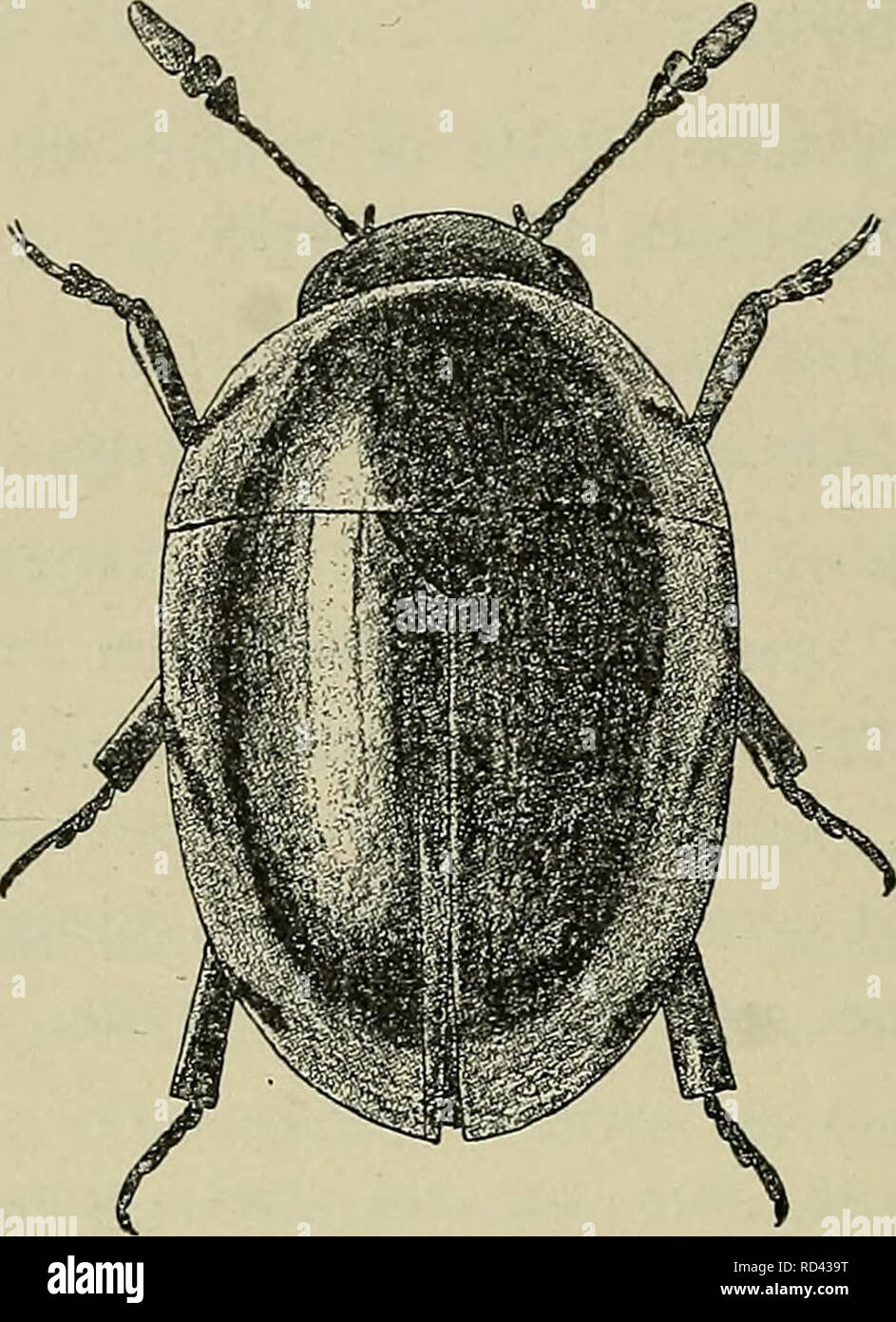 . Danmarks fauna; illustrerede haandbøger su den danske dyreverden... 256 kerne og ved det meget lange endeled på følehornene, fra Ph. nigrinus yderligere ved formen og meget svagere mikro- chagrinering på oversiden og fra de andre yderligere ved oversidens mikrochagrinering. Kort ovale, hojt hvaelvet, blankt sorta, benene undertiden mørkebrune. Oversiden. Fig. 74. Phalacrus coruscus ?. x 15. meget fint og taet ret punkteret. Vingedaekkerne i det mindste med svagt antydede laengdestriber, der er ikke tydeligt ad- skilt fra de antydede laengdepunktraekker. Laengde 1,5-3,5 mm. Almindelig (J, 0, B). På Foto Stock