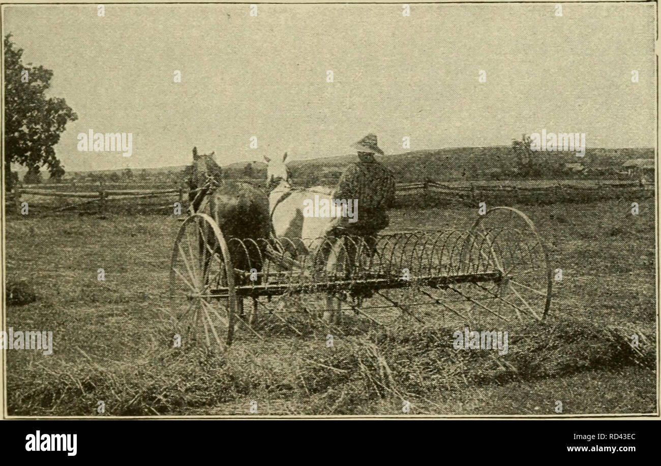 . Agricoltura elementari. L'agricoltura. Il fieno CEOP 149 girato con aratro tlie sliow guadagni in termini di colture che seguono, a causa della quantità extra di azoto Ijehind sinistra. Il trifoglio rende un ideale il fieno per il bestiame e la posizione in cui è sollevata, si dovrebbe fare fino a metà o più della crusca di le mucche da latte. Gli ovini e i giovani stock per rendere eccellente la crescita su fieno trifoglio o il pascolo di trifoglio. Come ottenere un cavalletto. Dove il suolo è stato consumato da molti raccolti viene prelevato e nessun alimento vegetale o humus rimettere, trifoglio rosso non crescono spesso. Al fine di portare tale terra, un cappotto pesante di un fienile- concime di cantiere sarà hel Foto Stock