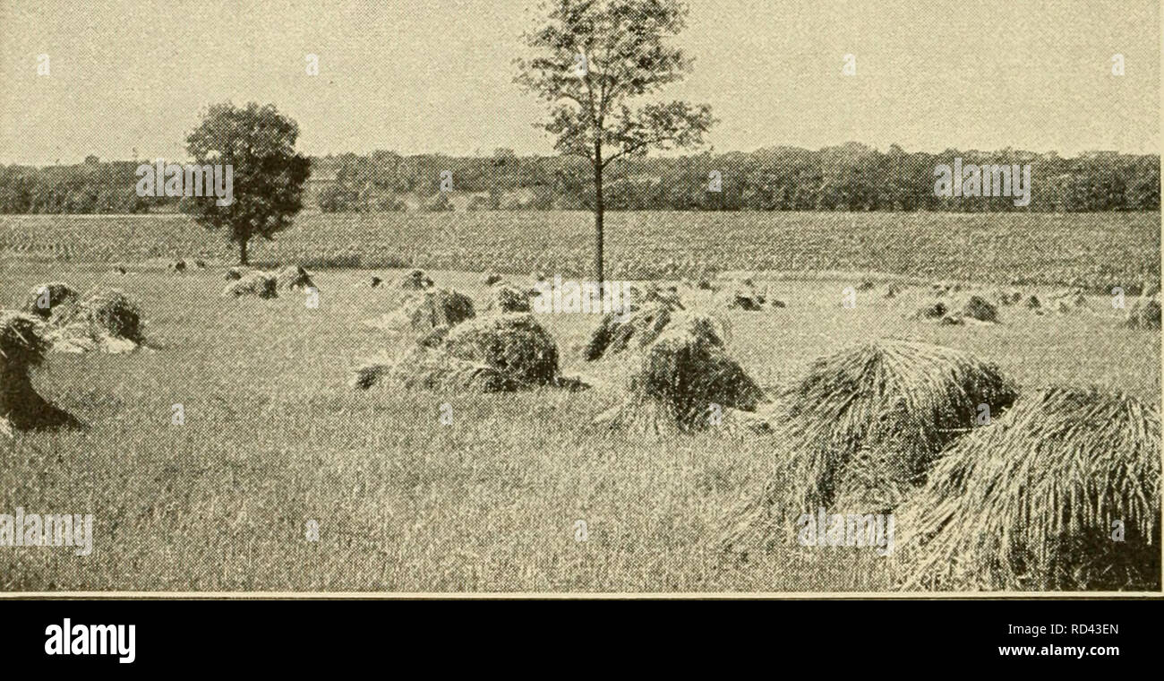 . Agricoltura elementari. L'agricoltura. 136 ELEMENTAKY AGEICULTUKE il grano senza un singolo tocco dalle mani dell'uomo. Da un lato il grano è tagliato e su altri sacchi di grano sono sceso in cumuli di pronto per il mercato. Questa macchina è disegnata da grandi squadre da ventiquattro a quaranta cavalli e muli e har-. FiG. 75. Gli shock di golden grain. Si i giubbotti da trenta a quaranta acri di cereali al giorno. richiede solo quattro uomini per farlo funzionare. Le Mietitrici di vapore. Ci sono grandi combinati har- vesters gestito da vapore. Essi raccolto da settanta- cinque per cento venti-cinque acri al giorno. Essi sono utilizzati su Foto Stock