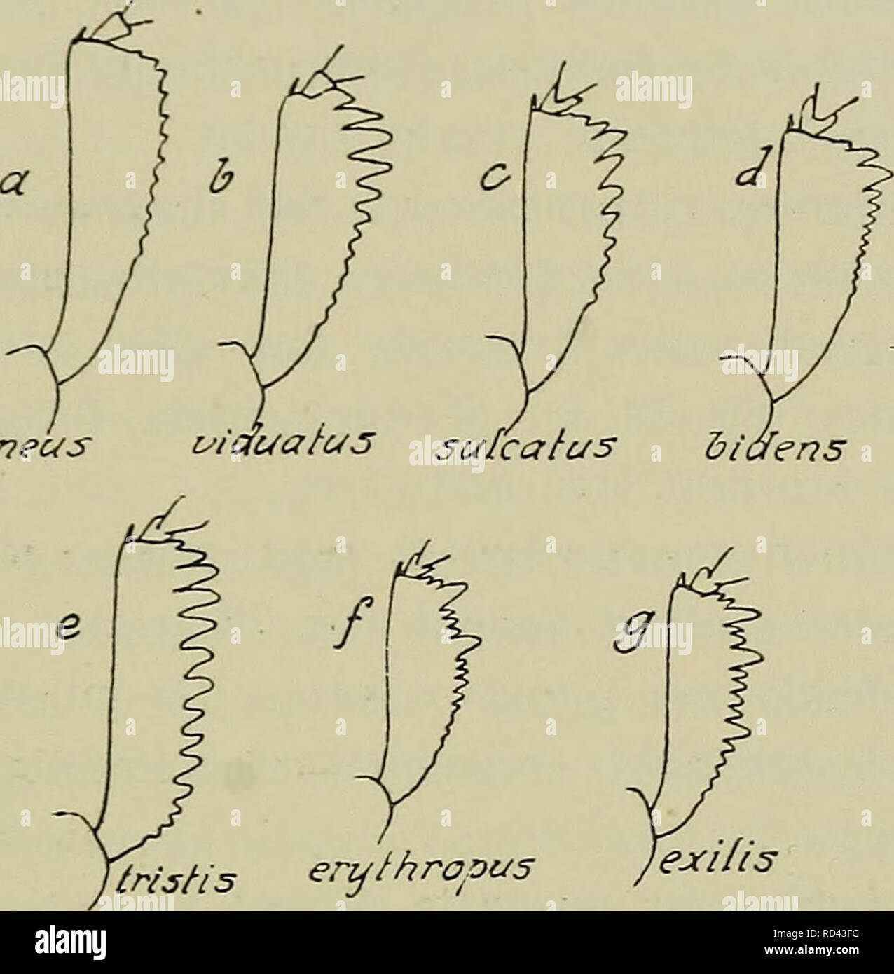 . Danmarks fauna; illustrerede haandbøger su den danske dyreverden... 91 Forskinnebeiienes yderside ikke kraftigt tandet i su den dimezzare laengde eller med 2 eller 3 af mindre taender adskilte laengere taender (fig. 38, b-d. f og g) 7. YtrisNs en^fhrapas JeMlis Fig. 38. Højre forskinneben hos forskellige Meligethes-arter, Forskinnebenenes yderside med 2 eller 3 af mindre taender adskilte, laengere og kraftigere taender (fig. 38, f og g). Pronotum ikke bredest ved roden, siderne rundede også bagtil, omend meget svagt. Vingedaekkerne fint chagrinerede eller tvaerrid- sede. Laengde 1,4-2,4 mm 9. gruppe Foto Stock