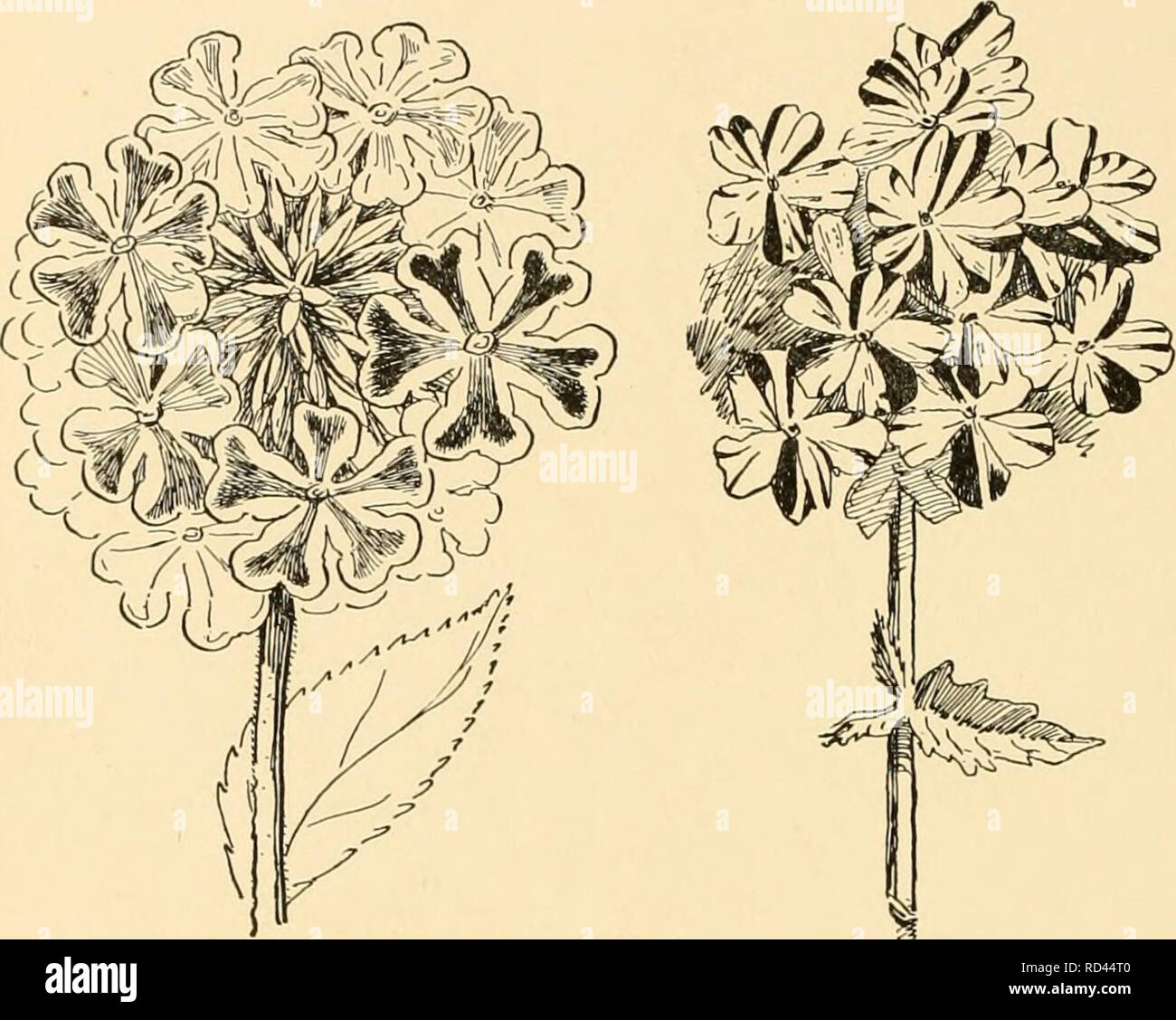 . Dell'enciclopedia di American orticoltura : comprendente suggerimenti per la coltivazione di piante orticole, descrizioni delle specie di frutta e ortaggi, fiori e piante ornamentali vendute negli Stati Uniti e in Canada, insieme geografico e biografie. Il giardinaggio; orticoltura; orticoltura; orticoltura. La verbena 1914 Wliiles. e la Mutter di fragranza.-Ot quattro prototipi, I', teucrioides da solo era bianco o bianco con una tinta di rosa o di una imitazione di giallo. Tra l'ibrido Verbenas ci sono state, dal primo, alcuni importanti vitigni bianchi; ma vi è Foto Stock