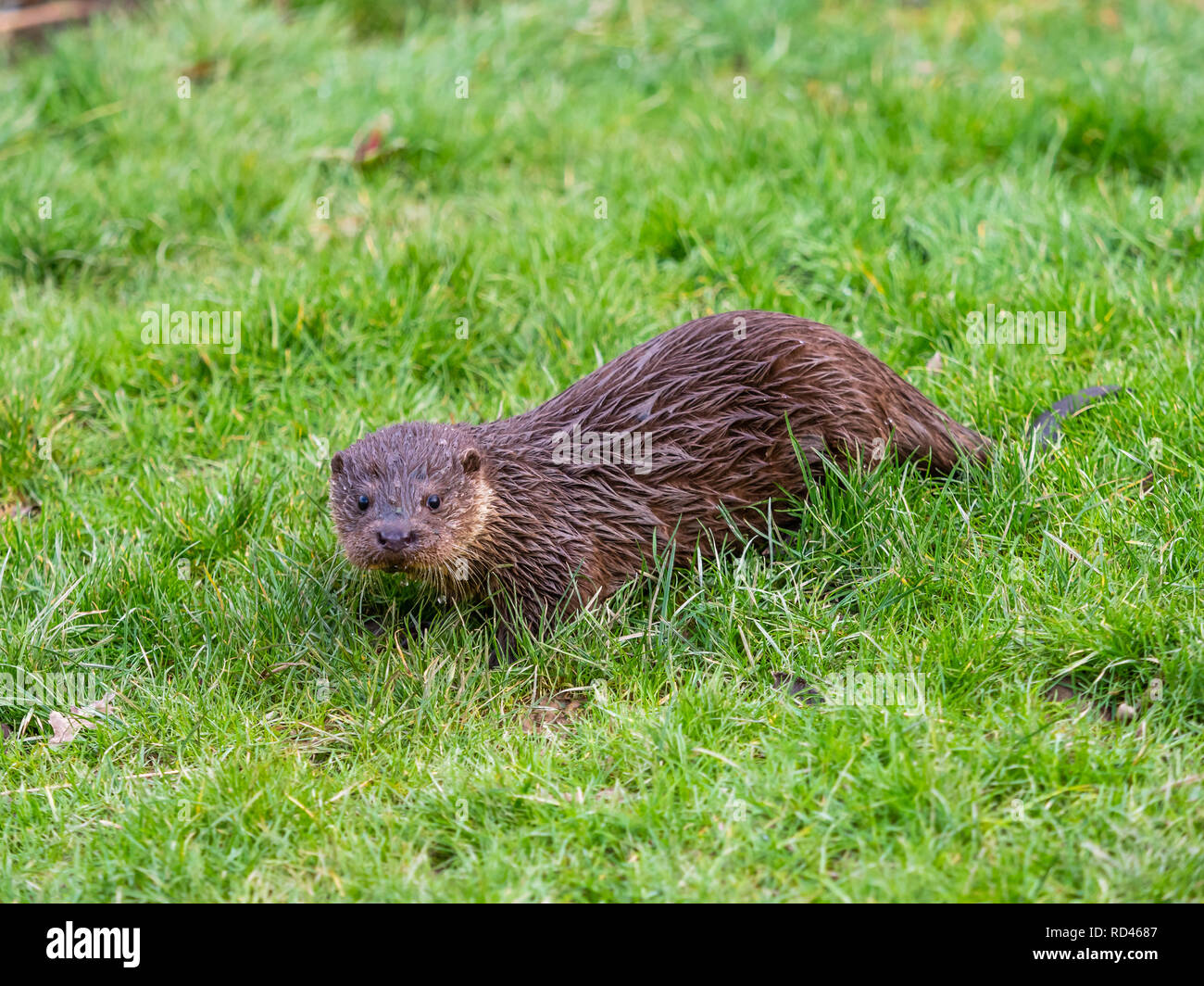 Giovani lontra eurasiatica (Lutra lutra) Foto Stock