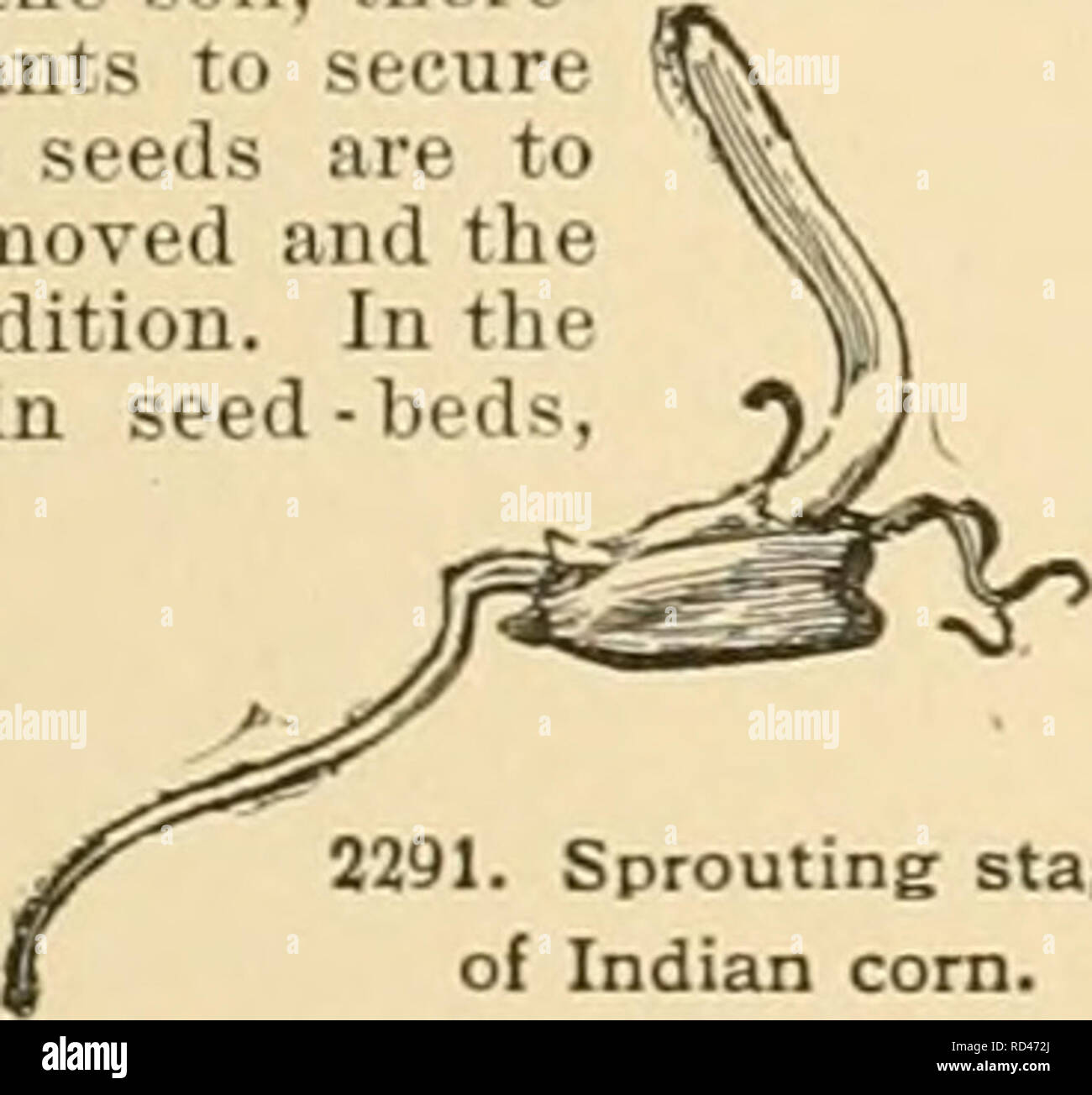 . Dell'enciclopedia di American orticoltura : comprendente suggerimenti per la coltivazione di piante orticole, descrizioni delle specie di frutta e ortaggi, fiori e piante ornamentali vendute negli Stati Uniti e in Canada, insieme geografico e biografie. Il giardinaggio; orticoltura; orticoltura; orticoltura. ondil â bei forma. Non appena germina- zione è abbastanza completo, le piante vengono trapiantate al suolo. La profondità alla quale i semi devono essere seminate de- pends su molte condizioni. Fuori di porte sono piantati più profonda in casa, per assicurare una fornitura uniforme di m Foto Stock