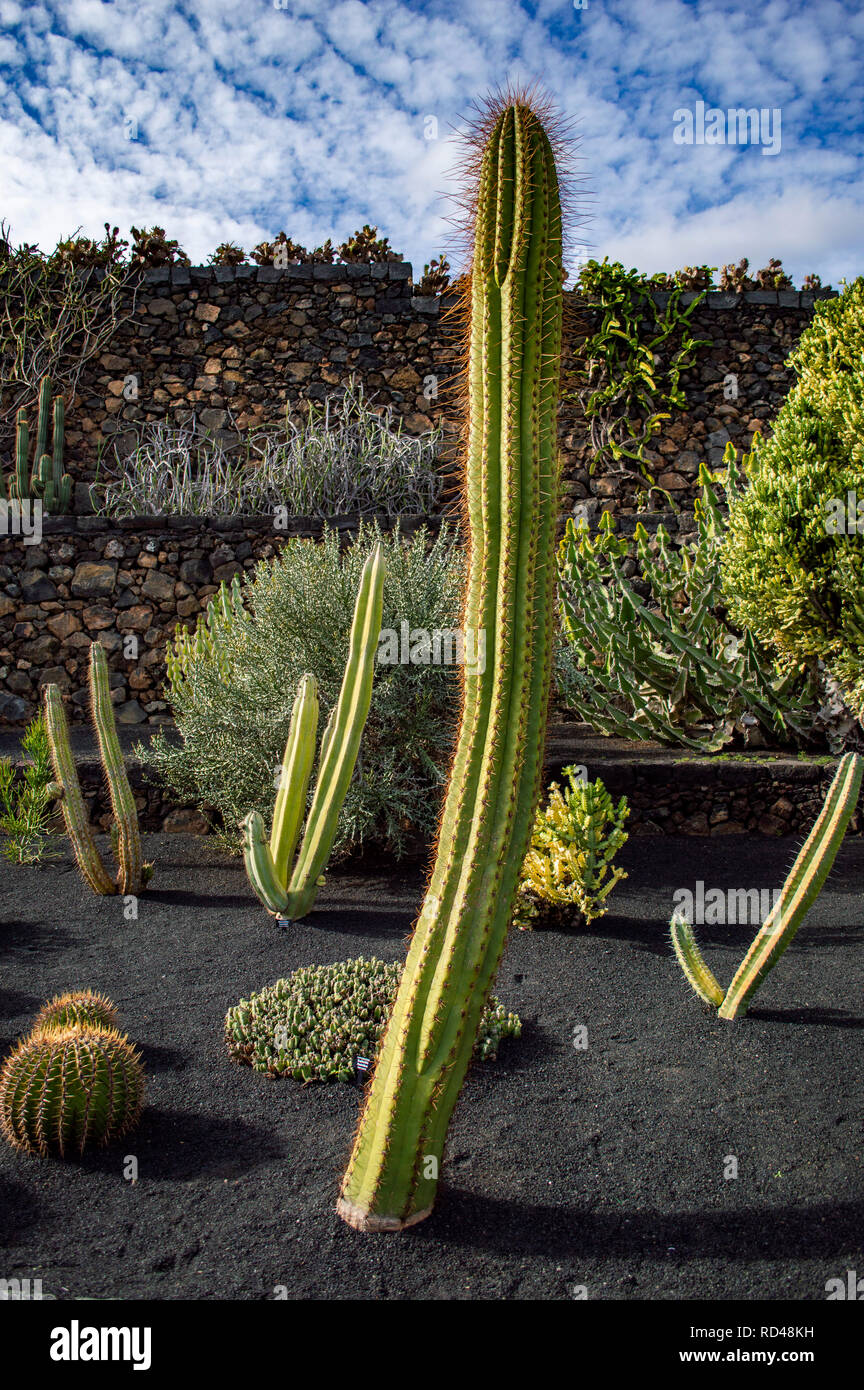 Un impianto di cactus al Jardin de Cactus a Lanzarote, Isole Canarie Foto Stock