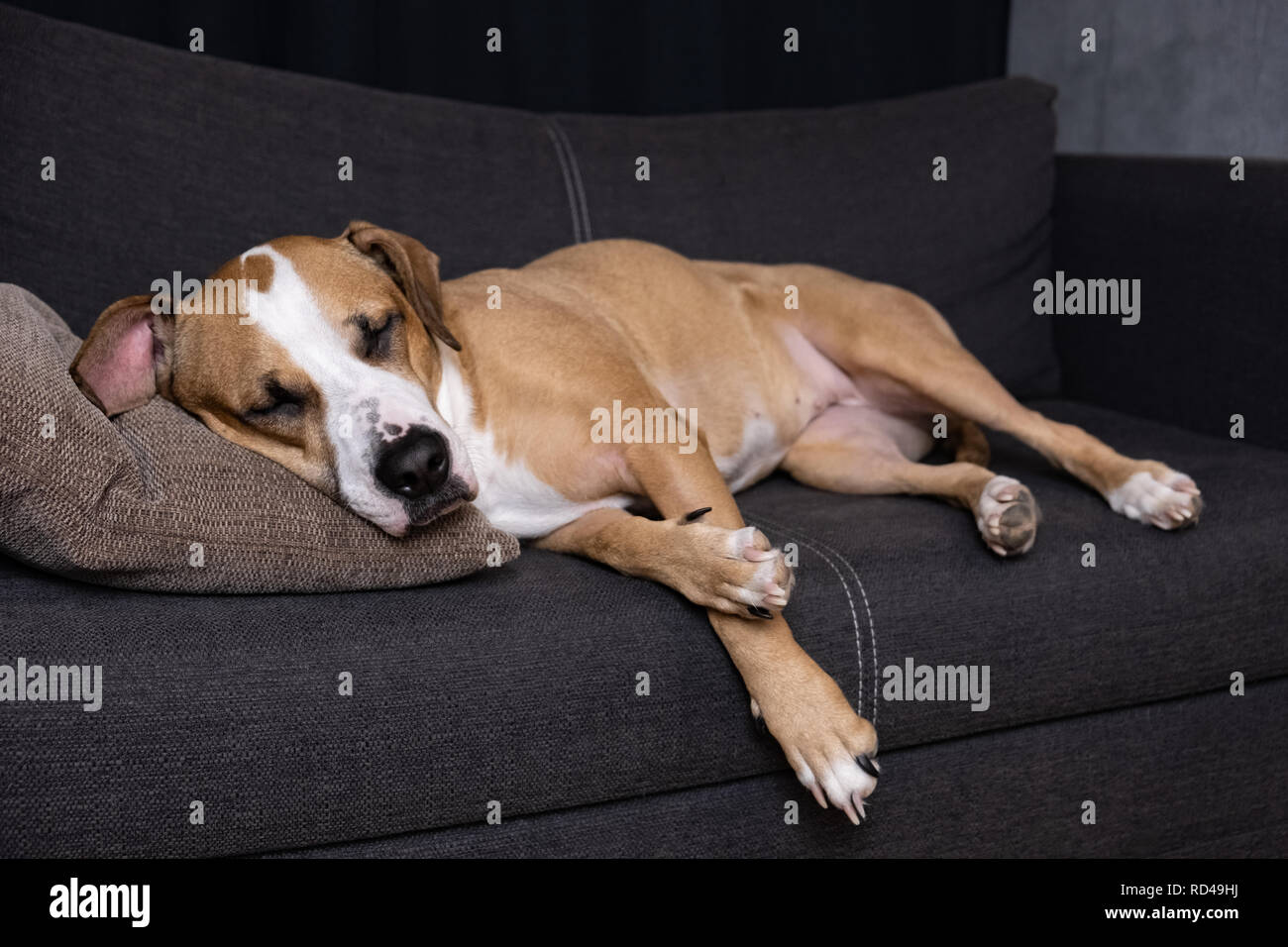 Cane che dorme sul divano. Ritratto di staffordshire terrier in appoggio su un divano nel soggiorno accogliente Foto Stock