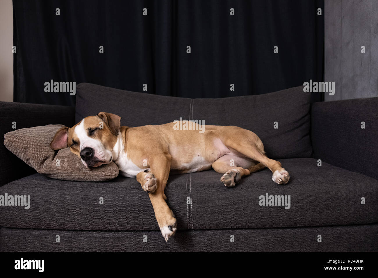 Cane che dorme sul divano. Carino staffordshire terrier in appoggio su un divano nel soggiorno accogliente Foto Stock