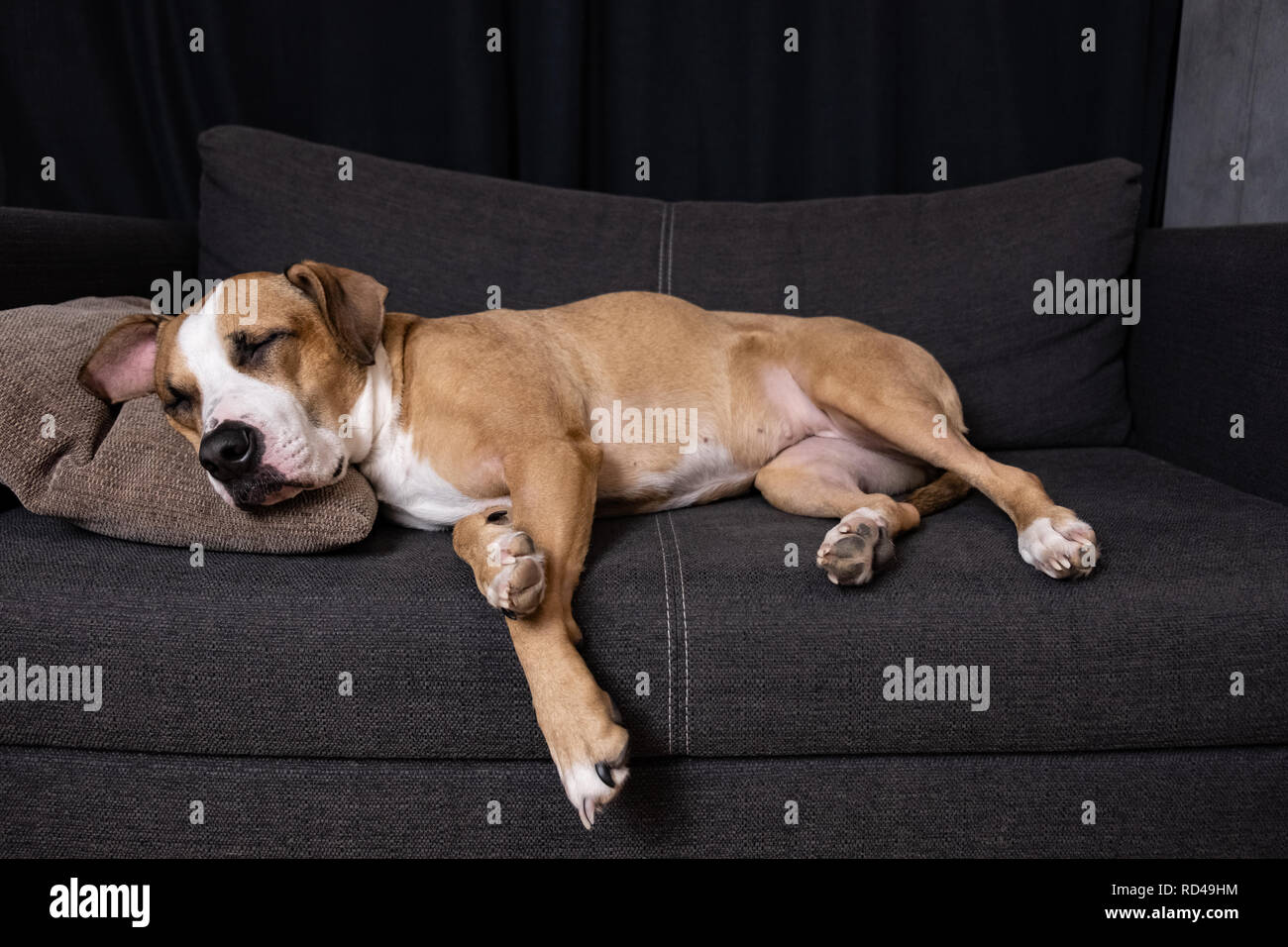 Cane che dorme sul divano. Staffordshire terrier in appoggio su un divano nel soggiorno accogliente Foto Stock