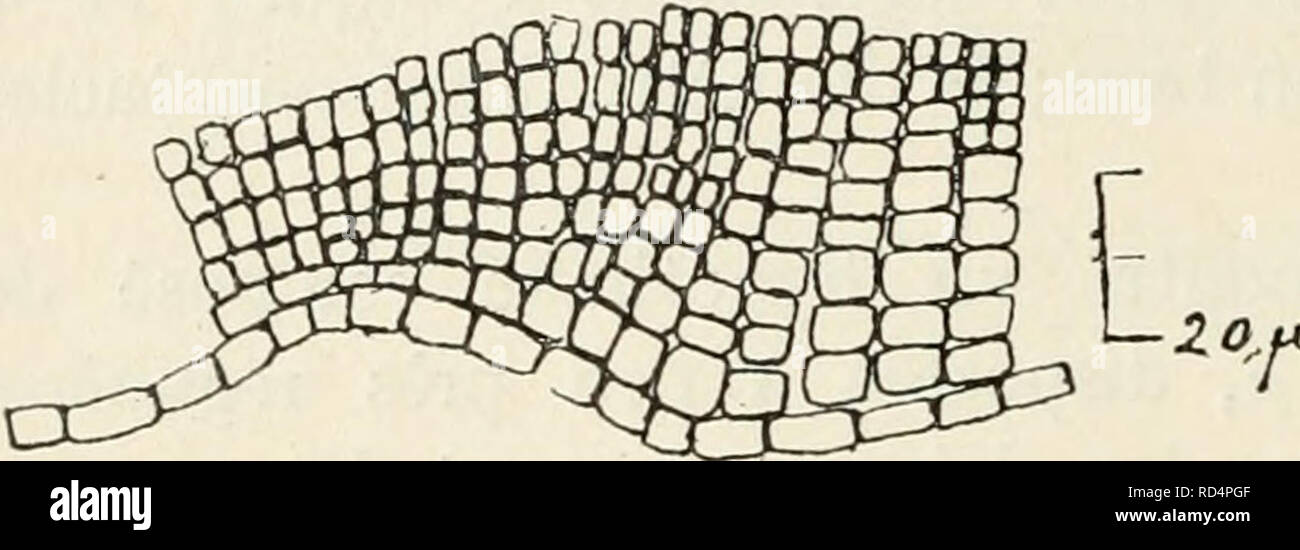 . Dansk botanisk arkiv. Piante; piante -- la Danimarca. 160 Dansk Botanisk Arkiv, Bd. 3. No. 1. 2. Lithophyllum (?) caribaeum Fosl. 1906. Lithophyllum decipiens Fosl., f. caribaea Fosl., Alg. Non. II, p. 18. 1907. Â caribaeum Fosl., Alg. Non. III, p. 22. 1909. Â Â Fosl., Alg. Non. VI, p. 11. Cette espÃ©ce forme, sur les pierres, des crostini tres minces dont la superficie, sauf sur les pierres schisteuses, Est lÃ©gÃ©rement rugueuse; au debutto les crostini se dÃ©veloppent en grand nombre et ne pas recouvrent complÃ©tement le substrato; puis elles se rÃ©unissent et forment des crostini Ã©tendues qui sont t Foto Stock