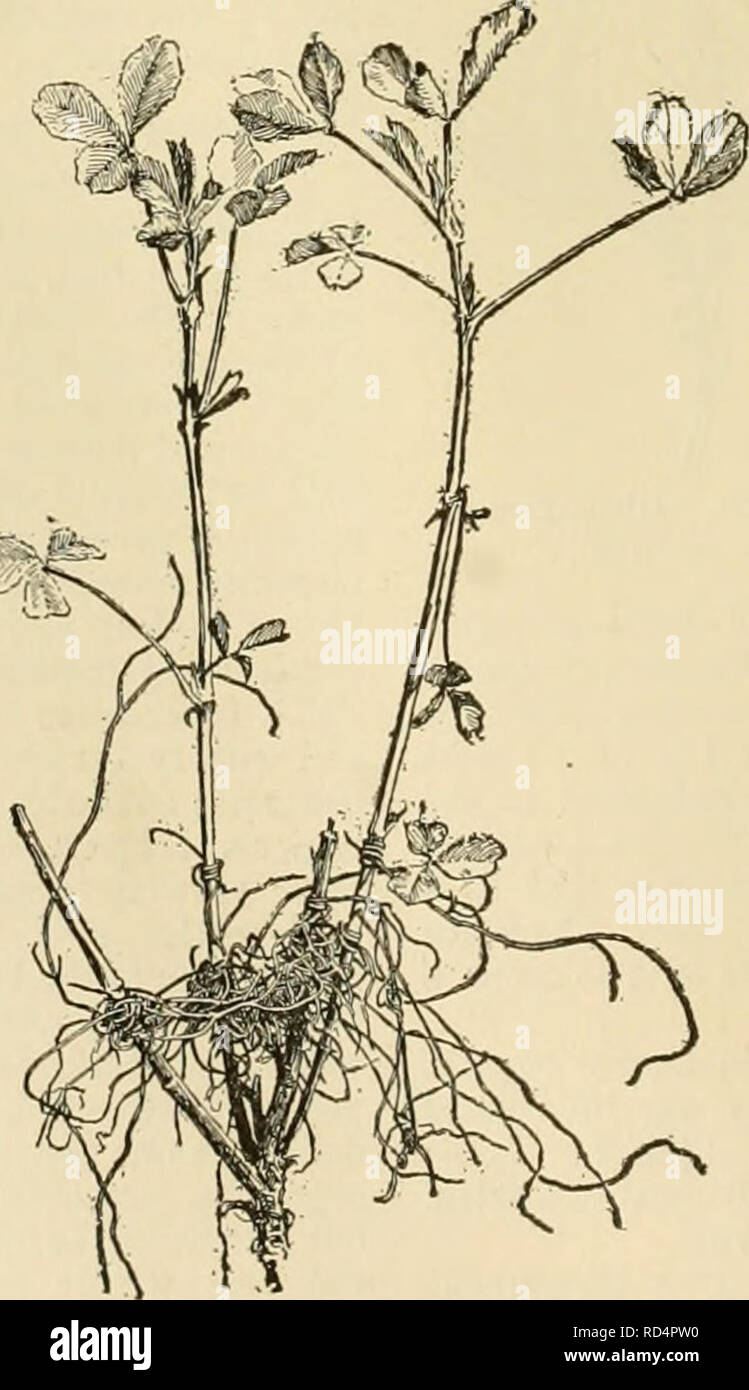 . Dell'enciclopedia delle colture di fattoria. La produzione agricola; l'agricoltura. Fig. 277, Allalfa foglia-posto.. Fig. 276. Tremava su alfalfa (dopo il primo taglio). La proporzione di uno e mezzo di libbre di erba medica per una libbra di crusca. Essa offre pascolo eccellente tut deve essere pascolato con cautela poiché i bovini sono suscettibili di gonfiori addominali, espe- cially se acceso quando la fame o quando l'erba medica è bagnato. È ben adattare- ed per sporcare il pur- pone, ma è poco utilizzato per insilati a meno che ha continuato le piogge impediscono la vulcanizzazione del campo. In comune con altri leg- umes è un val- uable suolo-renova- tor, sebbene in Occidente è raramente girato u Foto Stock