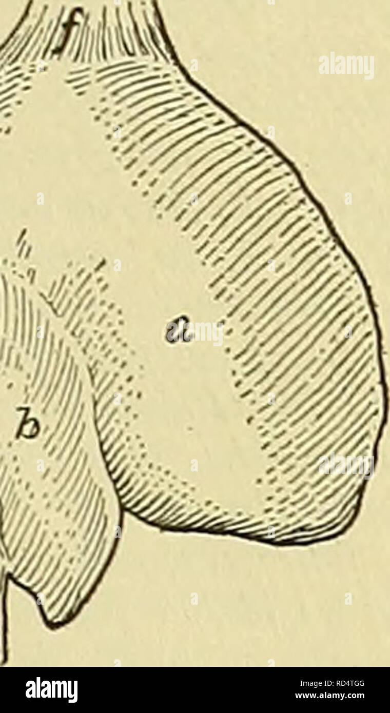 . Dell'enciclopedia degli animali della fattoria. Animali domestici; di prodotti di origine animale. Fig. 22. Fegato di cavallo, a. Lobo sinistro; 6, sulla parte sinistra del lobo centrale; c. lobo destro; d, vena cava inferiore; ee, vene epatiche; f, sinistra ampia legamento; g, Destro ampio legamento; h, ronnd legamento; io,legamento coronarica; k,fessura esofagea o tacca. Digestione intestinale.-Il contenuto dello stomaco entrando nel piccolo intestino costituisce chimo. Qui si è agito su da tre secrezioni digestive- intestinale e succhi pancreatici e la bile. Il succo intestinale (succus entericus) è secreto da numerose piccole ghiandole nella MUC Foto Stock