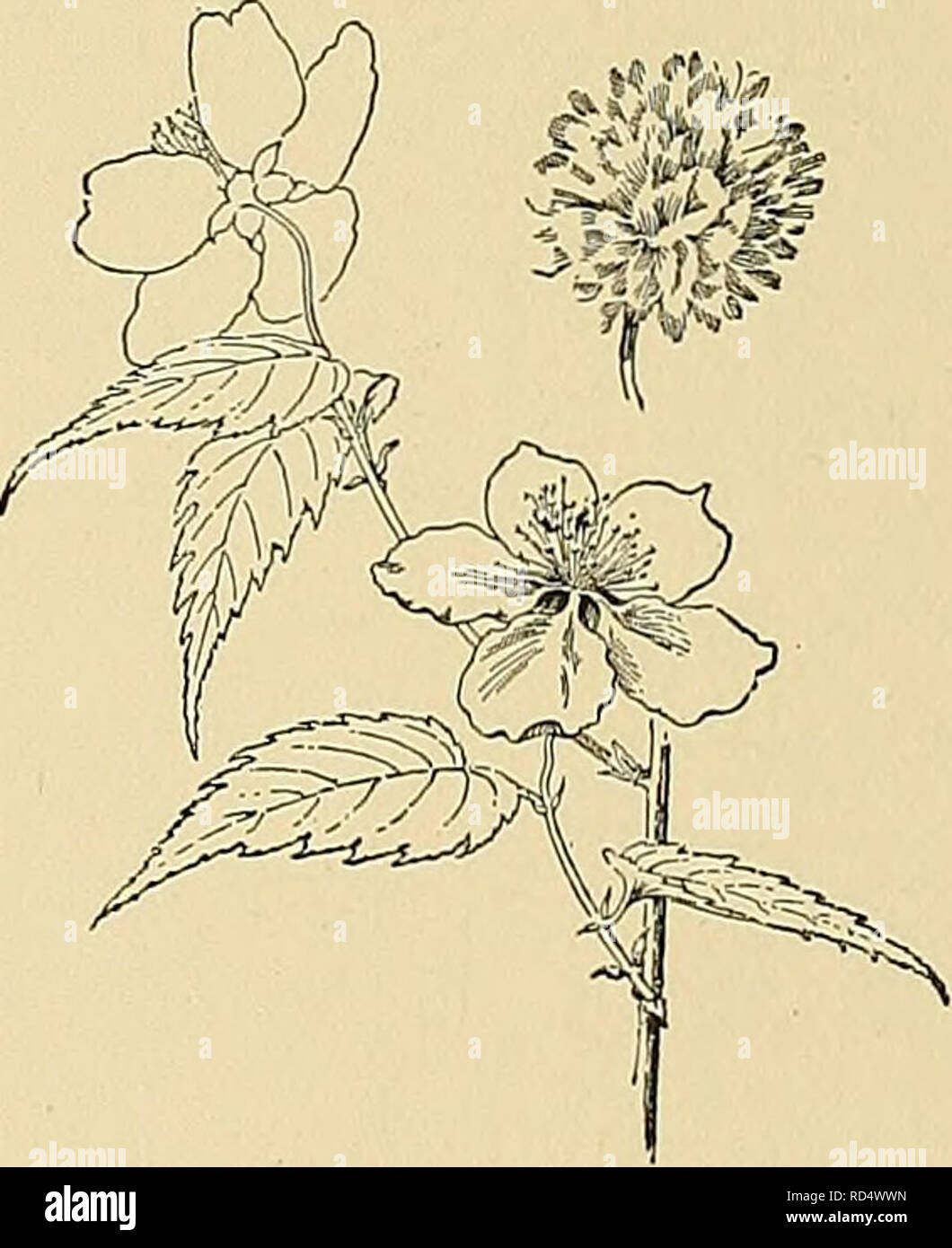 . Dell'enciclopedia di American orticoltura comprendente suggerimenti per la coltivazione di piante orticole, descrizioni delle specie di frutta e ortaggi, fiori e piante ornamentali vendute negli Stati Uniti e in Canada, insieme geografico e biografie. Il giardinaggio. 858 KENTUCKY KERRIA fissato nella frutta-produzione sono possibili in gran parte su ac- conteggio delle immunità dalla tarda primavera le gelate, dovuta a postazioni elevate e alla profondamente eroso fiume CHAN- NEL che offrono abbondante aria fredda il drenaggio. Nell estremo sud-ovest dello stato (vicino a K nel maiale. 1209), in c Foto Stock