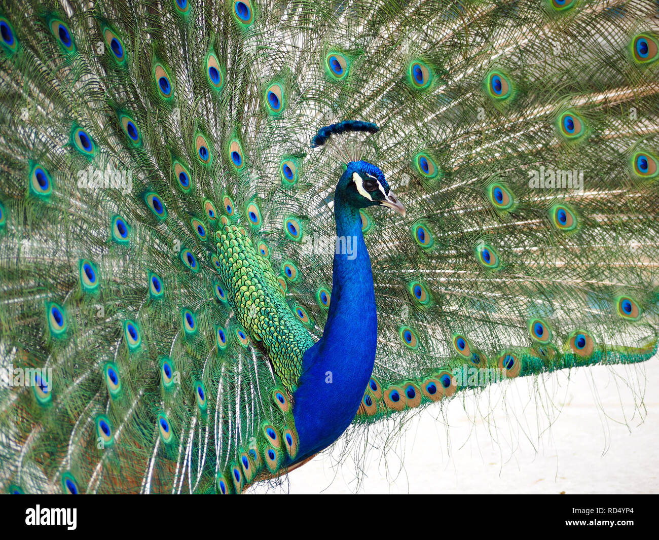Peacock aprendo le sue piume a LA Arboretum, Arcadia, CA Foto Stock